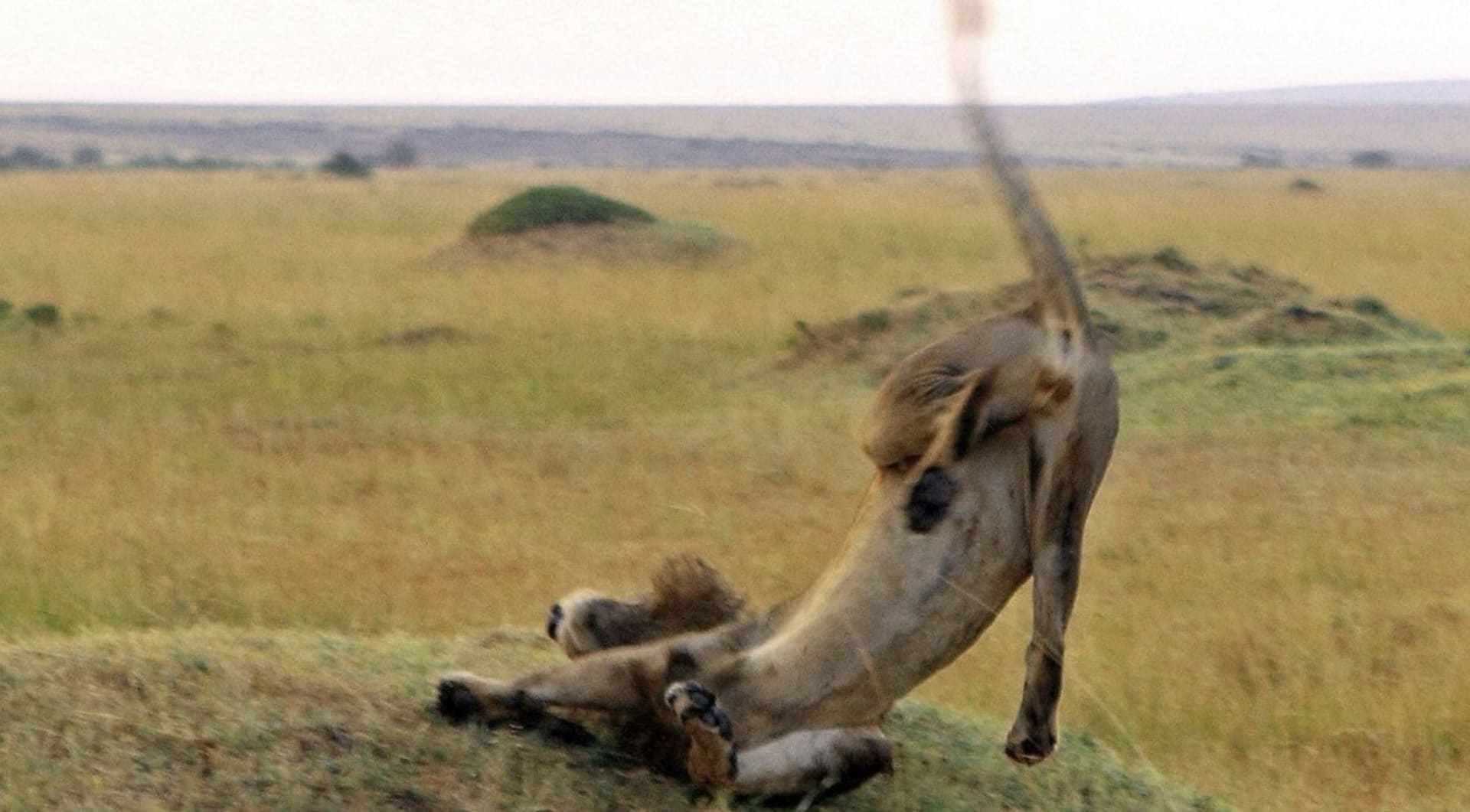 Nehoda v Masai  Mara