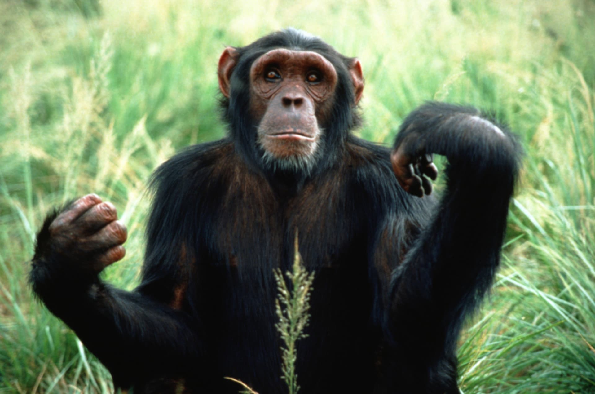 Šimpanzi - Obrázek 2