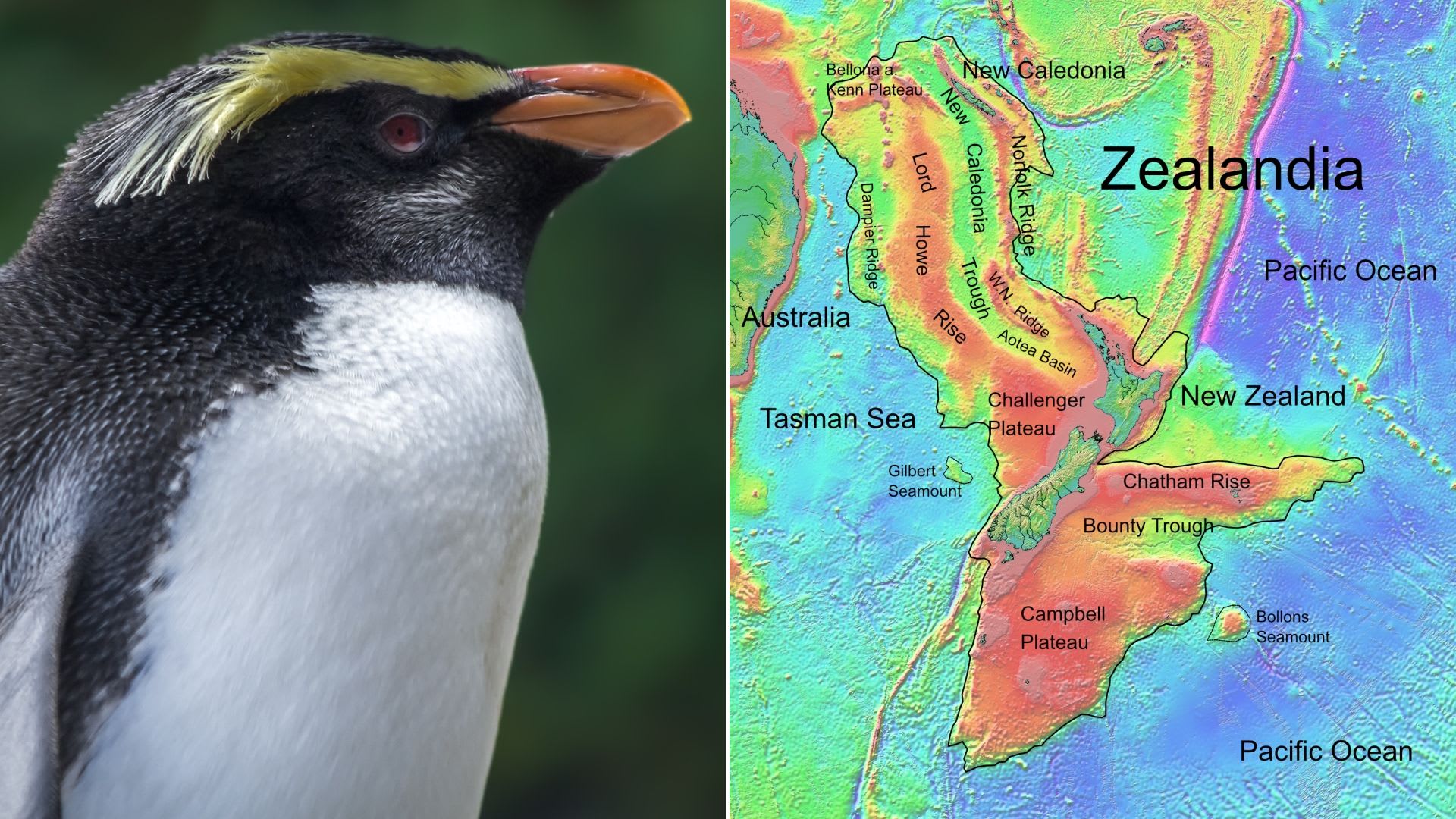 Tučňák novozélandský a topografická mapa Zélandie