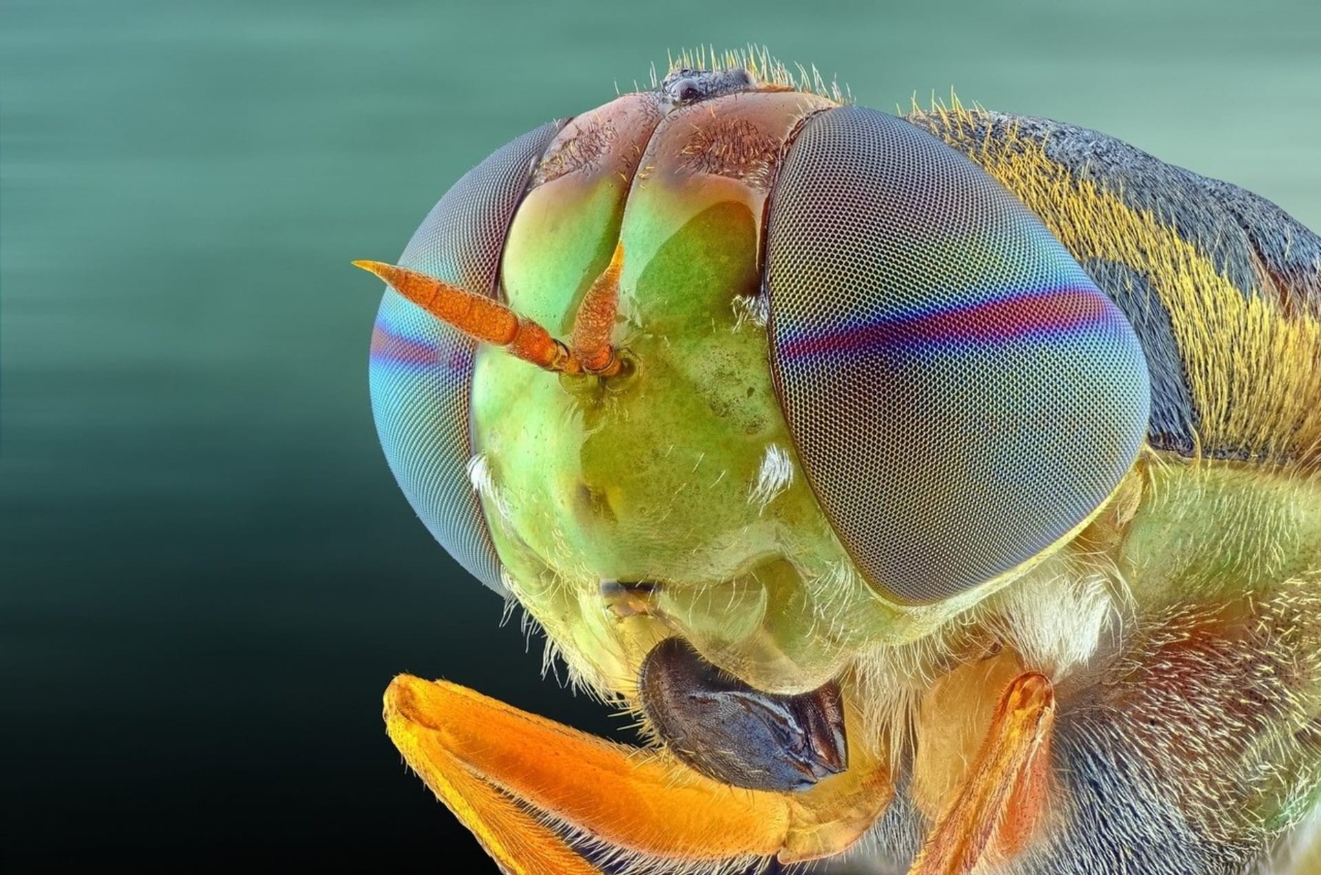 Oko hmyzu