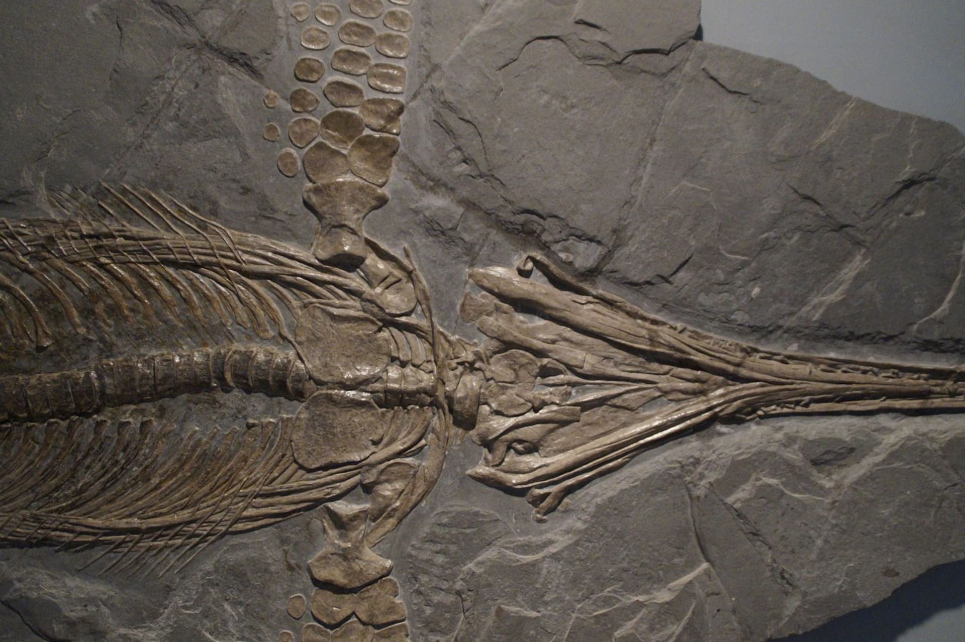 fosilie ichtyosaura