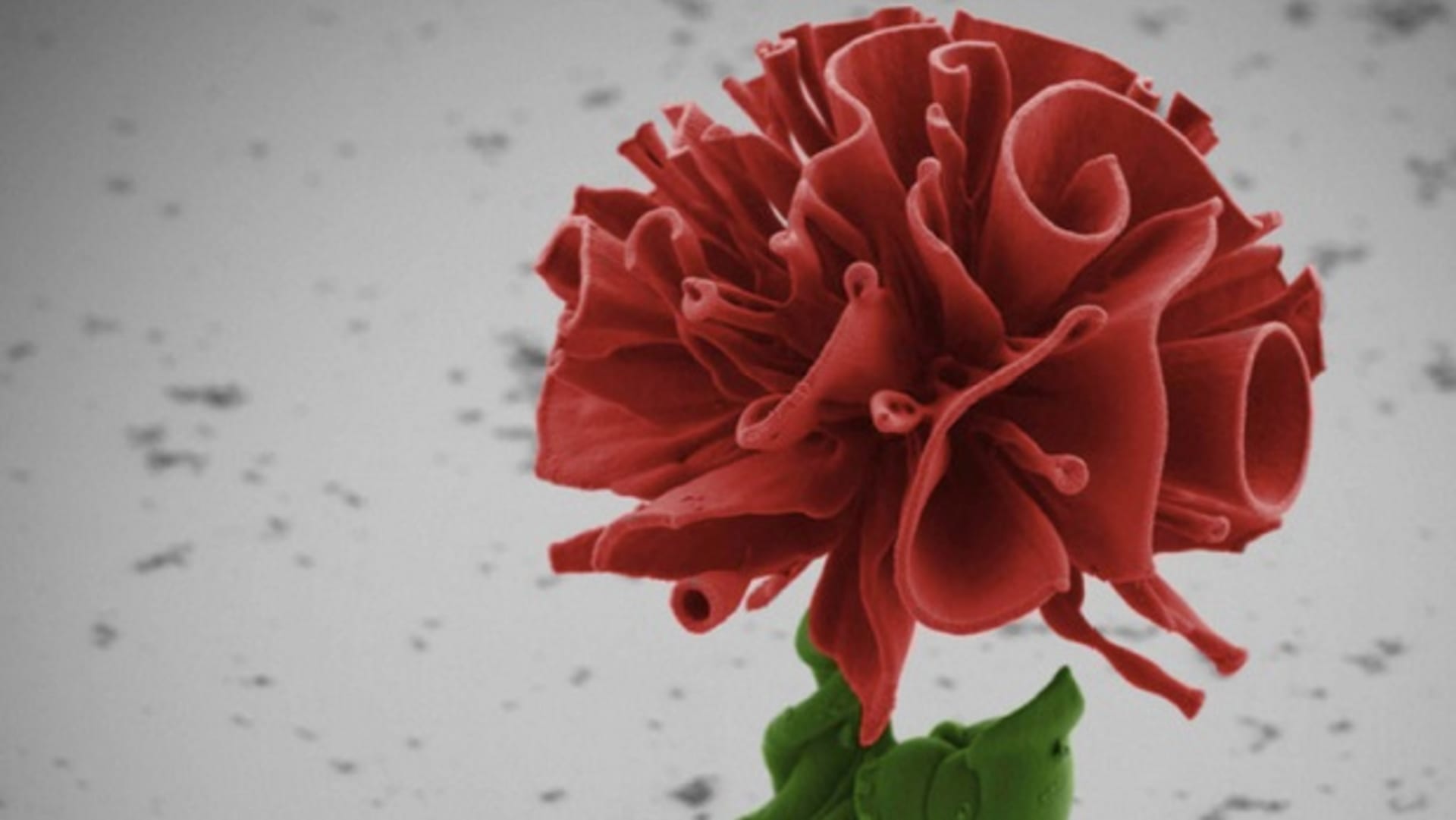 Nano růže