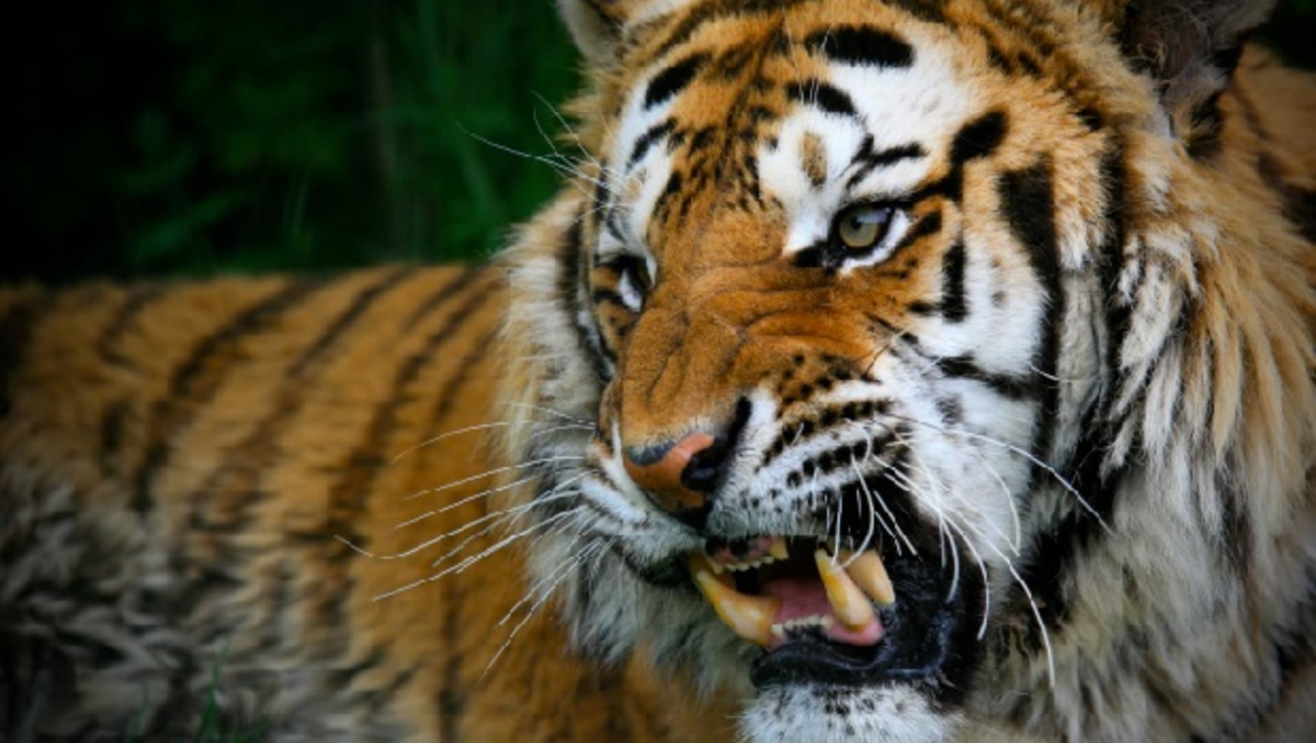 Tygr s vyceněnými zuby