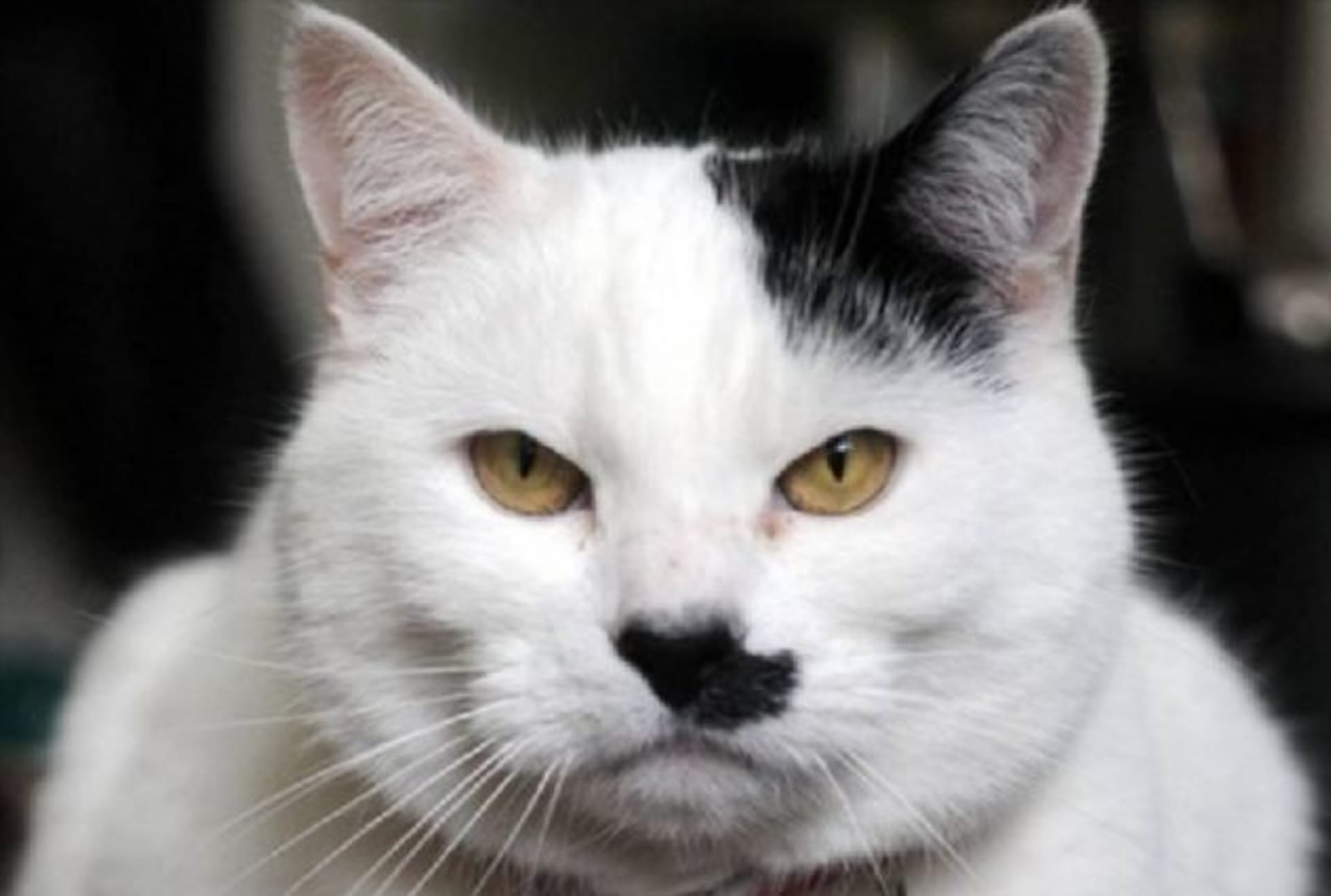 Kočka podobná Hitlerovi