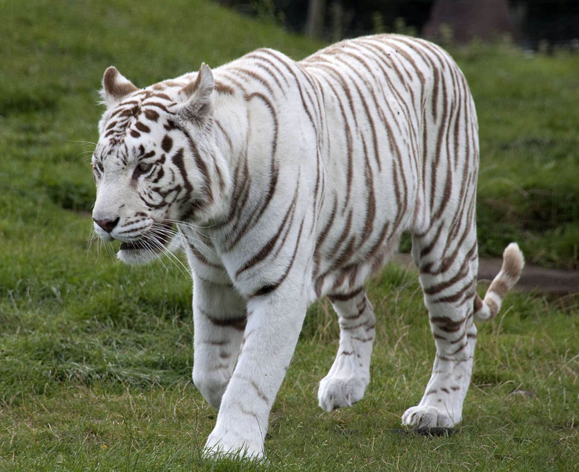 Bílý tygr - bílý skvost mezi šelmami