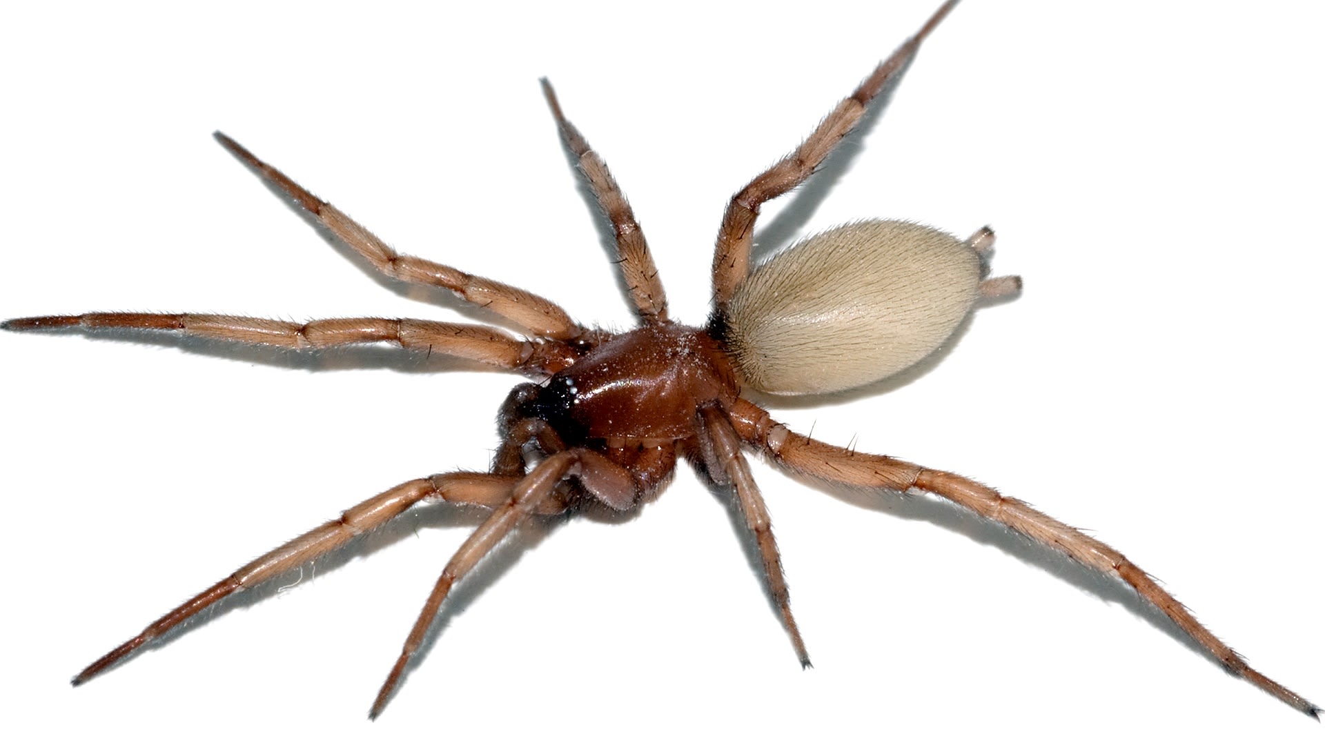 Skálovka - pavouk s unikátní loveckou technikou