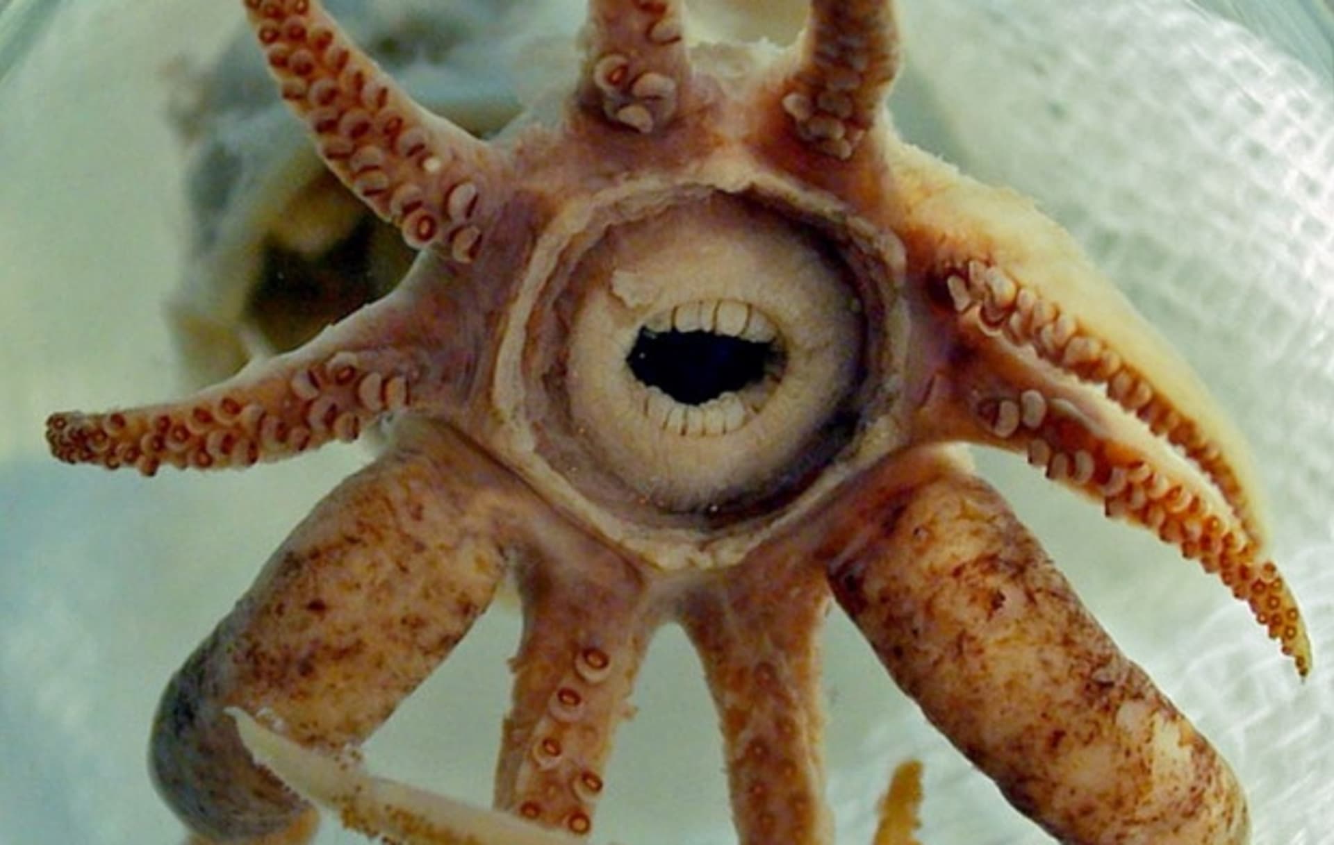 Zvláštní zuby z říše zvířat - chobotnice Promacthoteuthis sulcus
