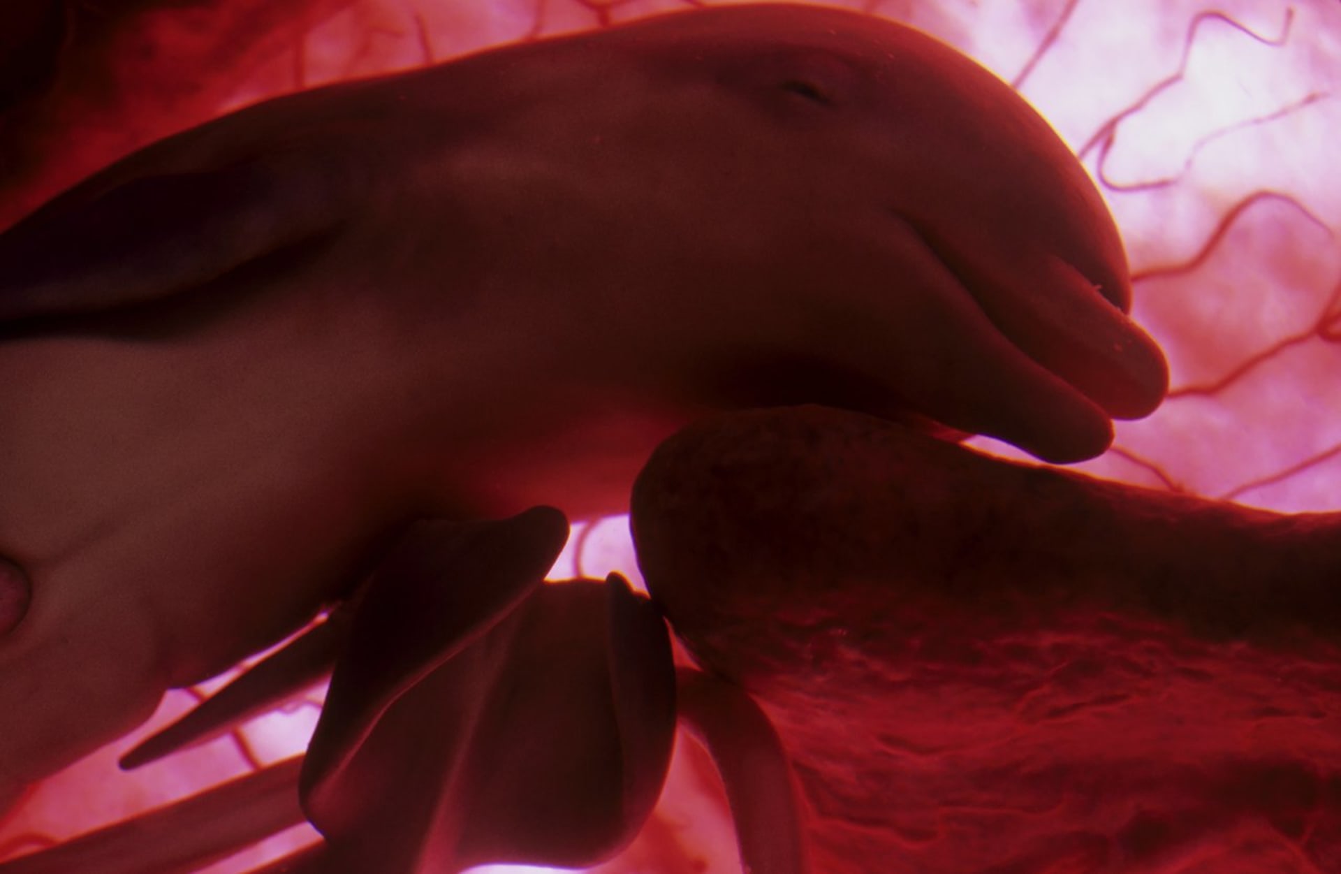 Plod delfína naznačuje, že v minulosti předkové tohoto mořského savce kráčeli po souši