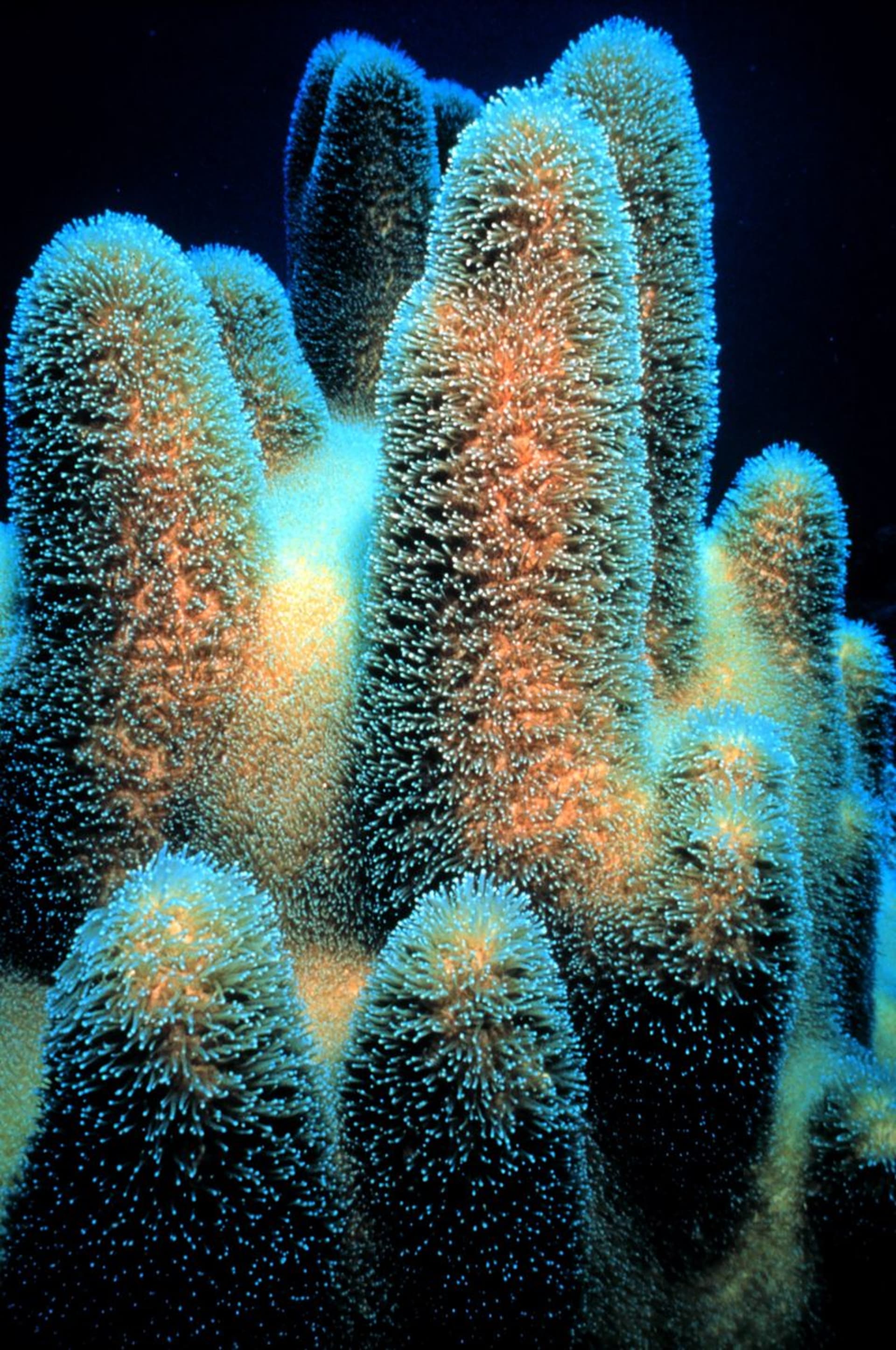 Korál druhu  Dendrogyra cylindricus,