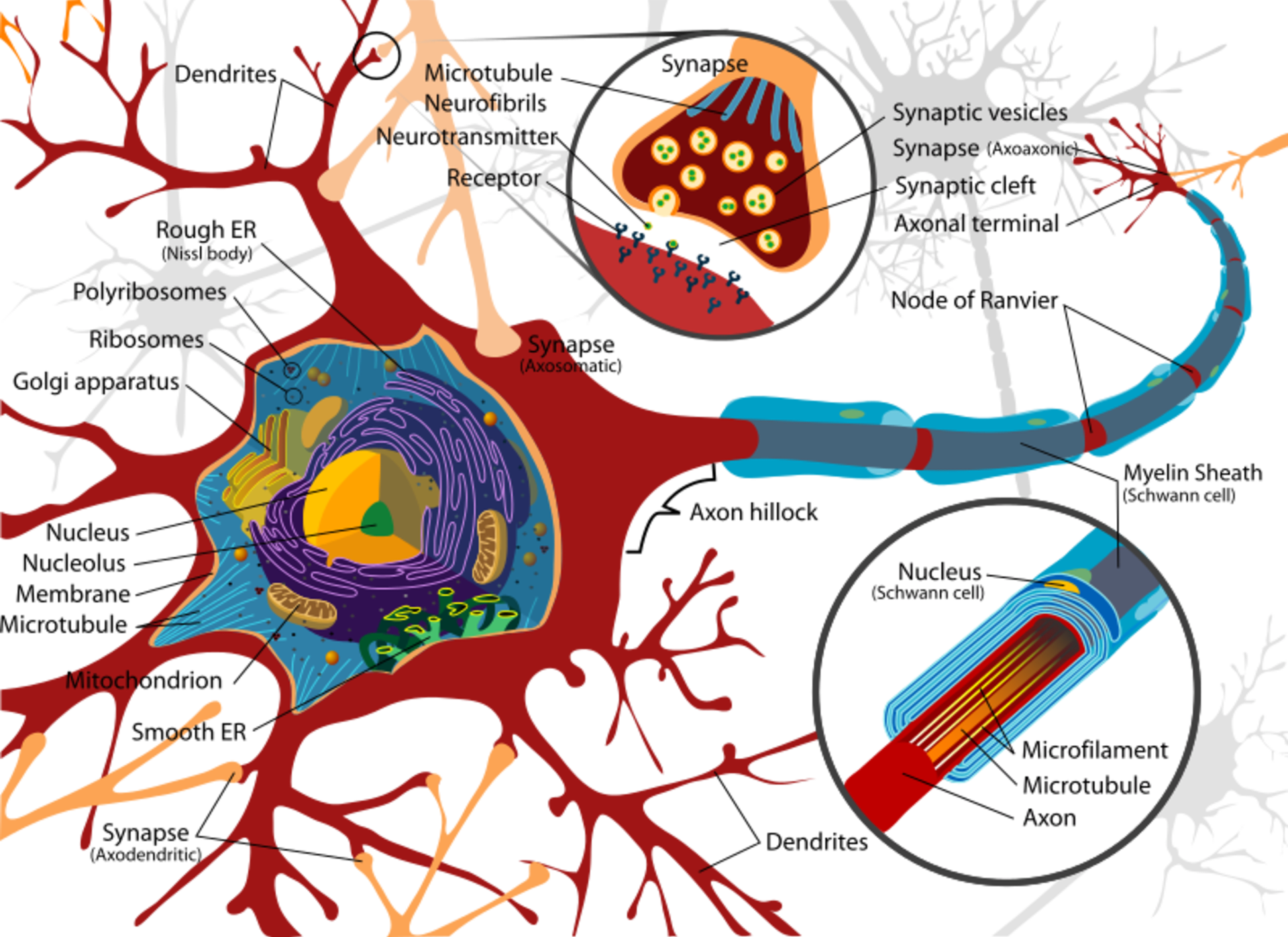 Schema neuronu