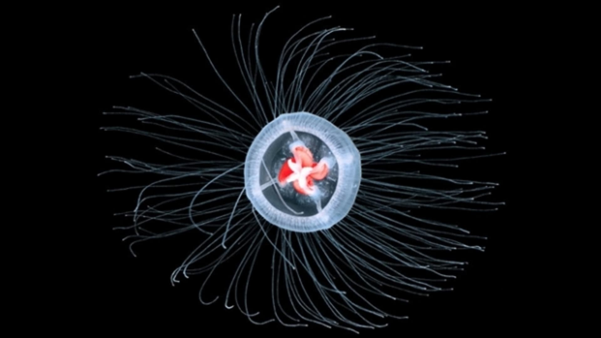 Nejdéle žijíci zvířata světa - medúza