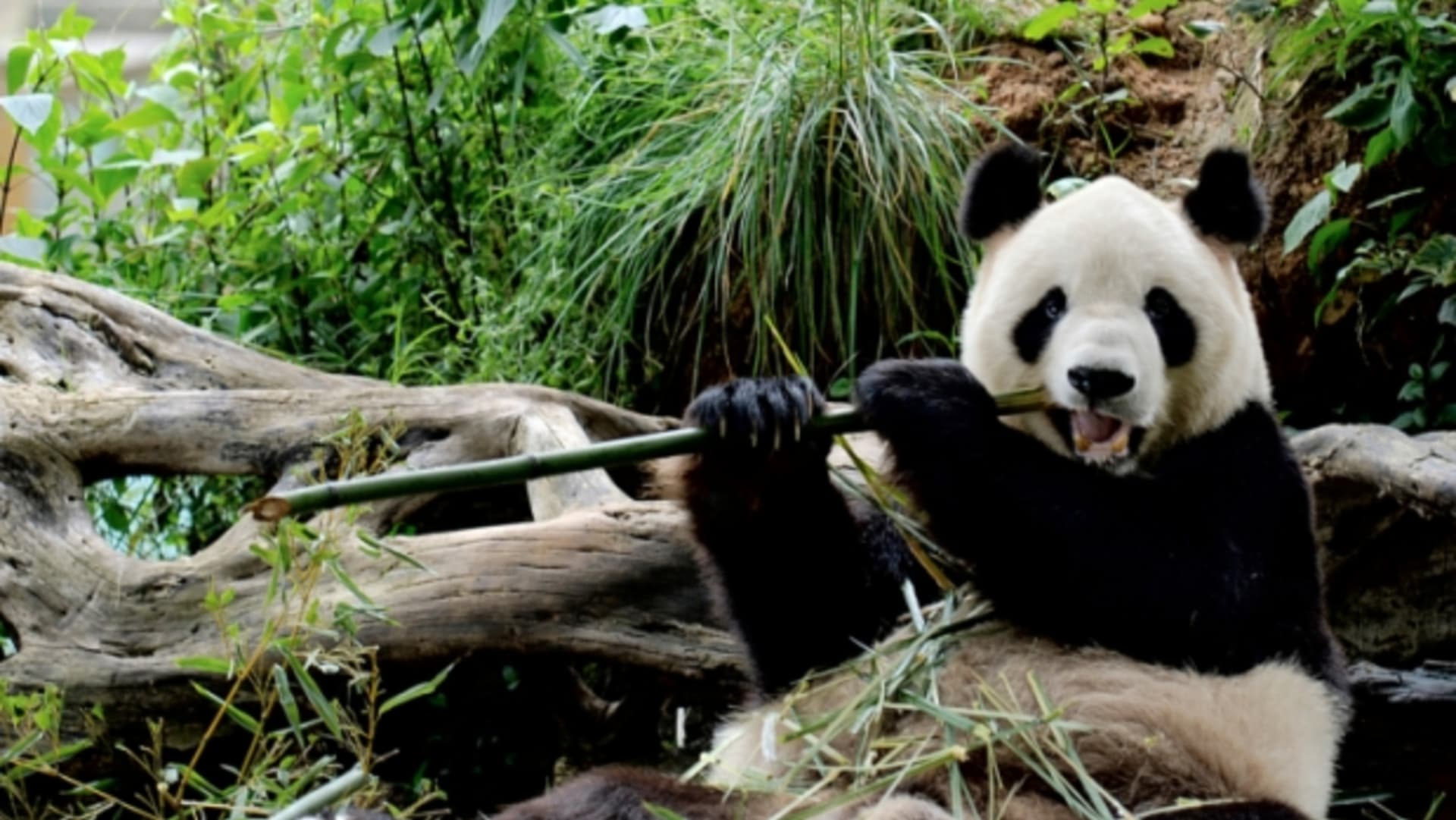 Panda znamená čínsky doslova „kočičí-stopa černá-a-bílá“. FOTO: Thinkstock