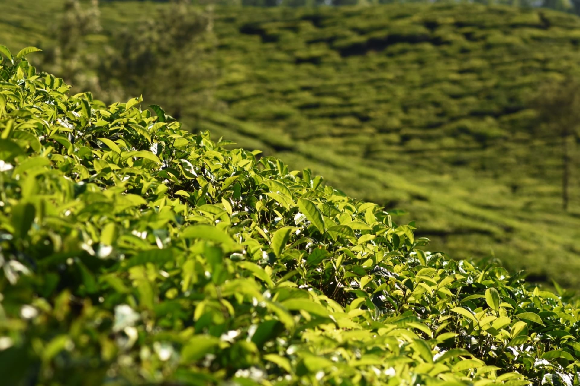 Čajová plantáž z assamskou variantou čajovníků