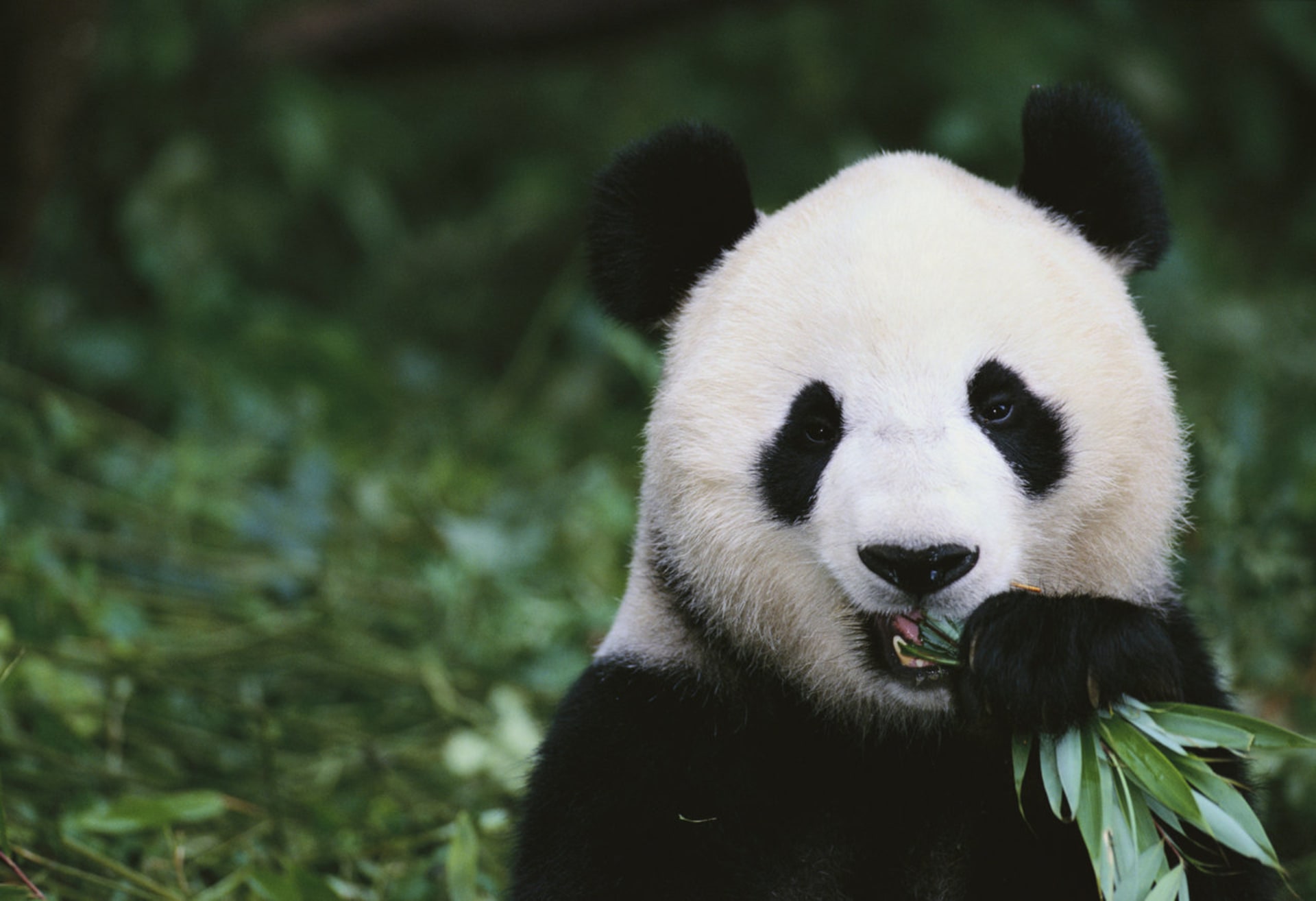 Panda obědvající