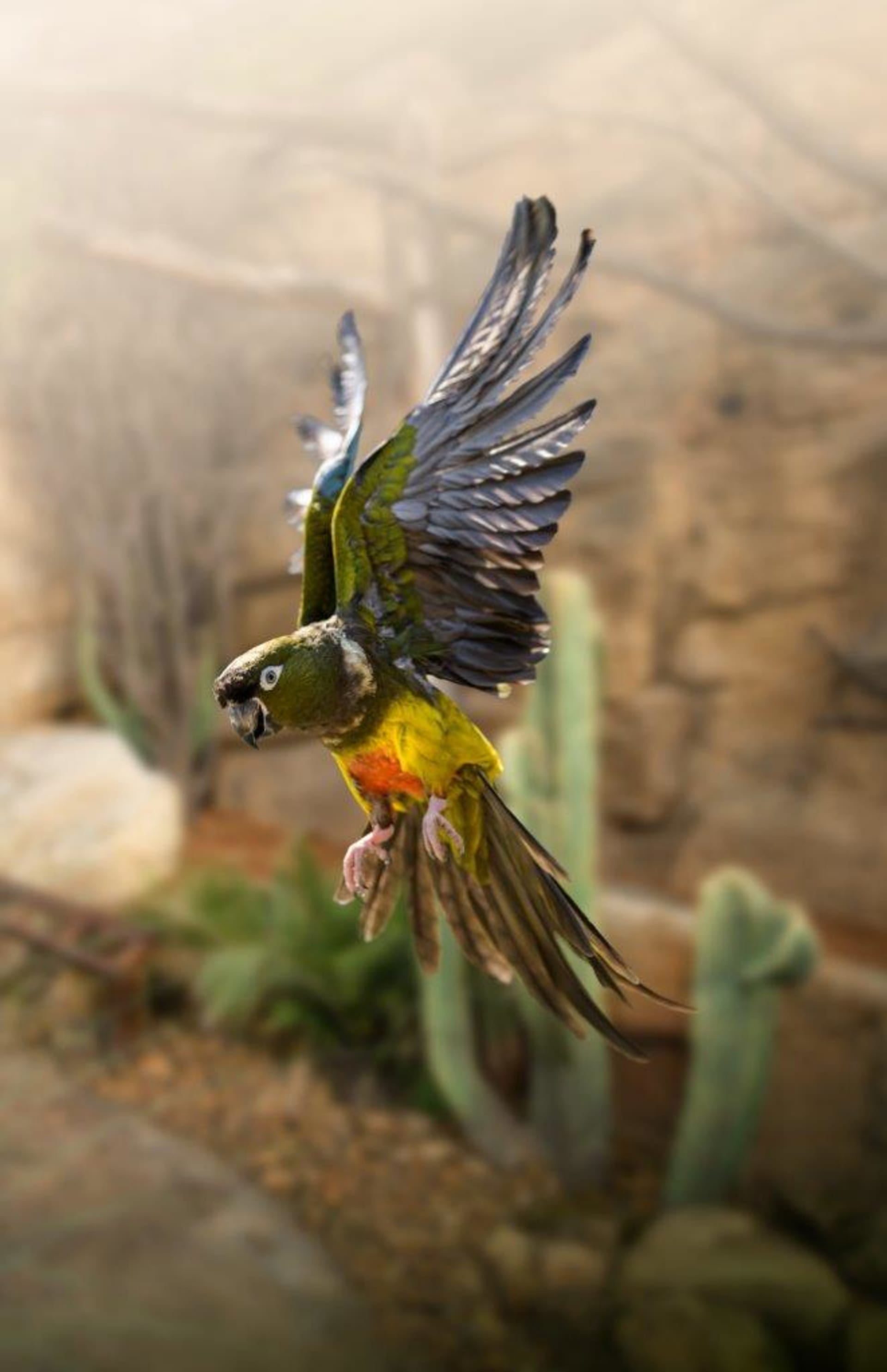 papoušek patagonský chilský