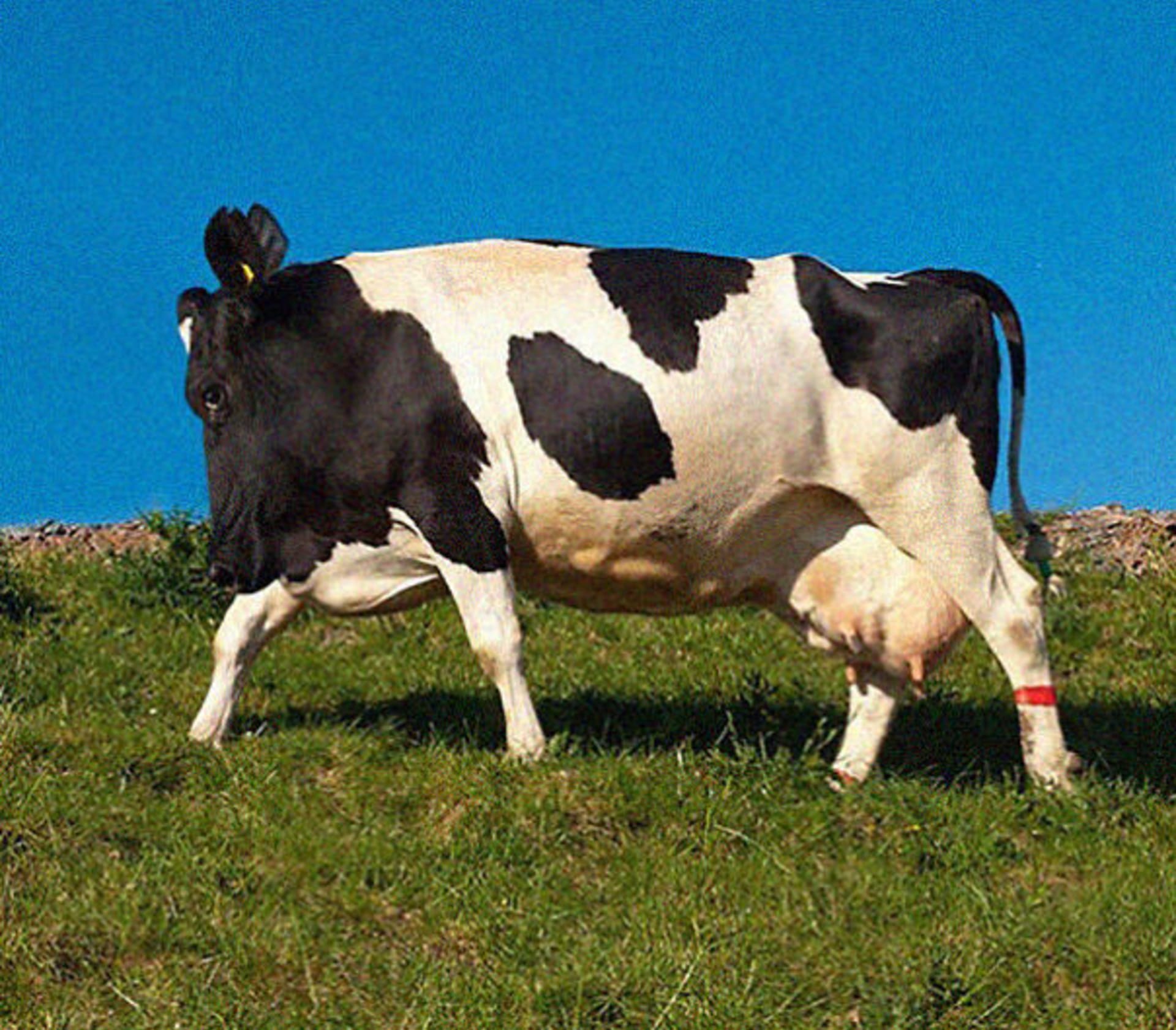 Nebýt plného vemínka, předek a zadek téhle krávy bez krku byste určovali jen velmi těžko