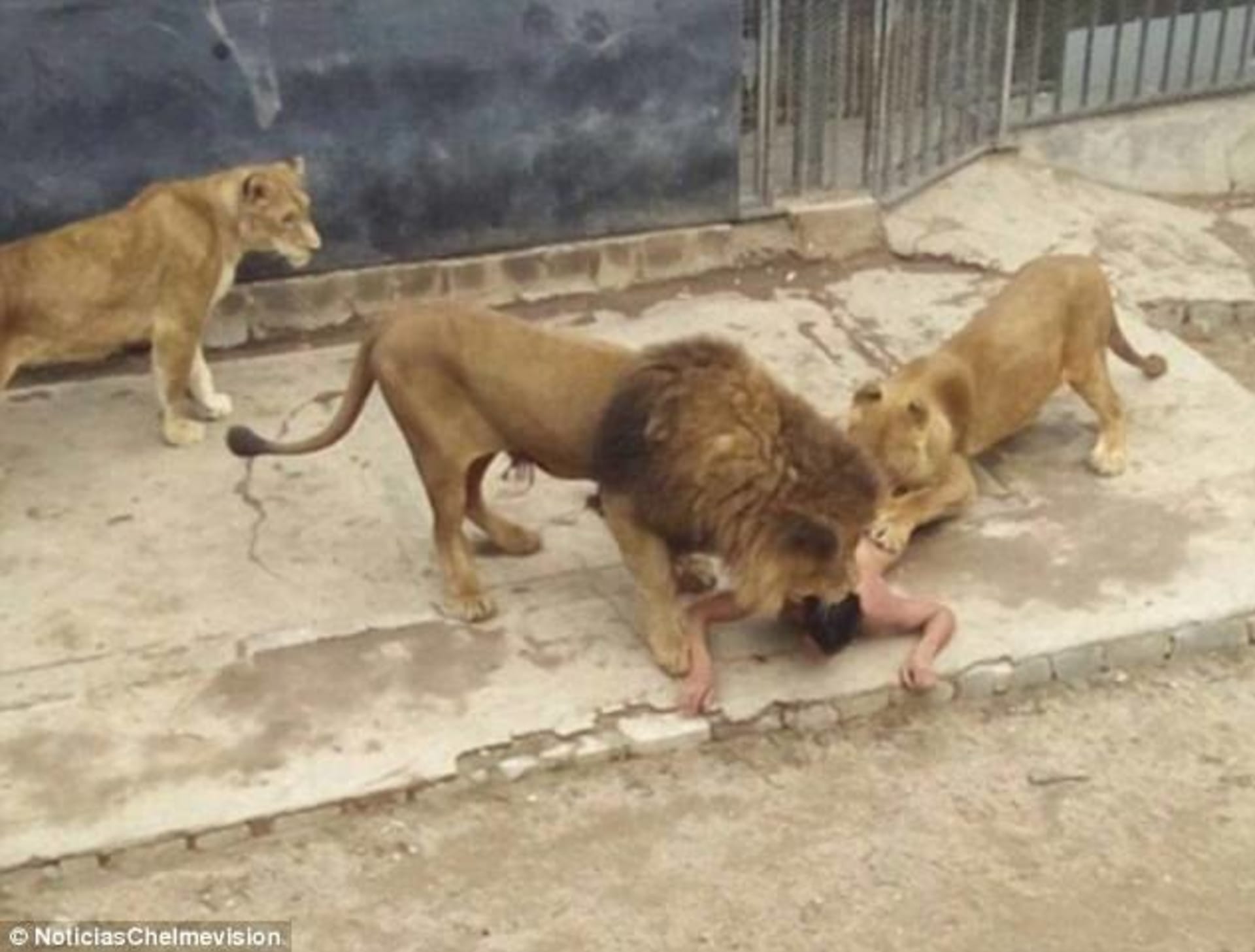 Muž se pokusil spáchat sebevraždu skokem mezi lvy - Obrázek 1