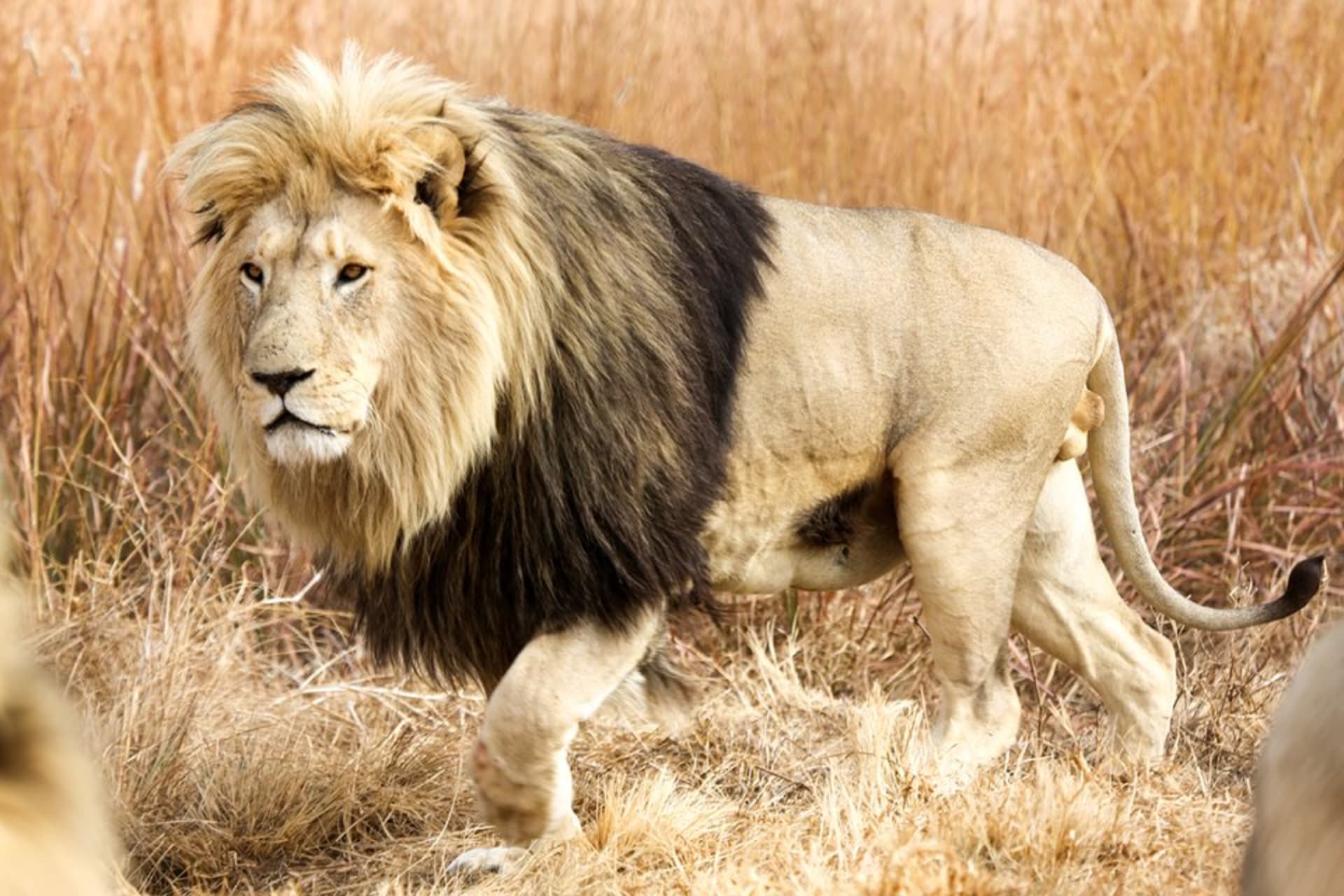 Návrat lvího krále