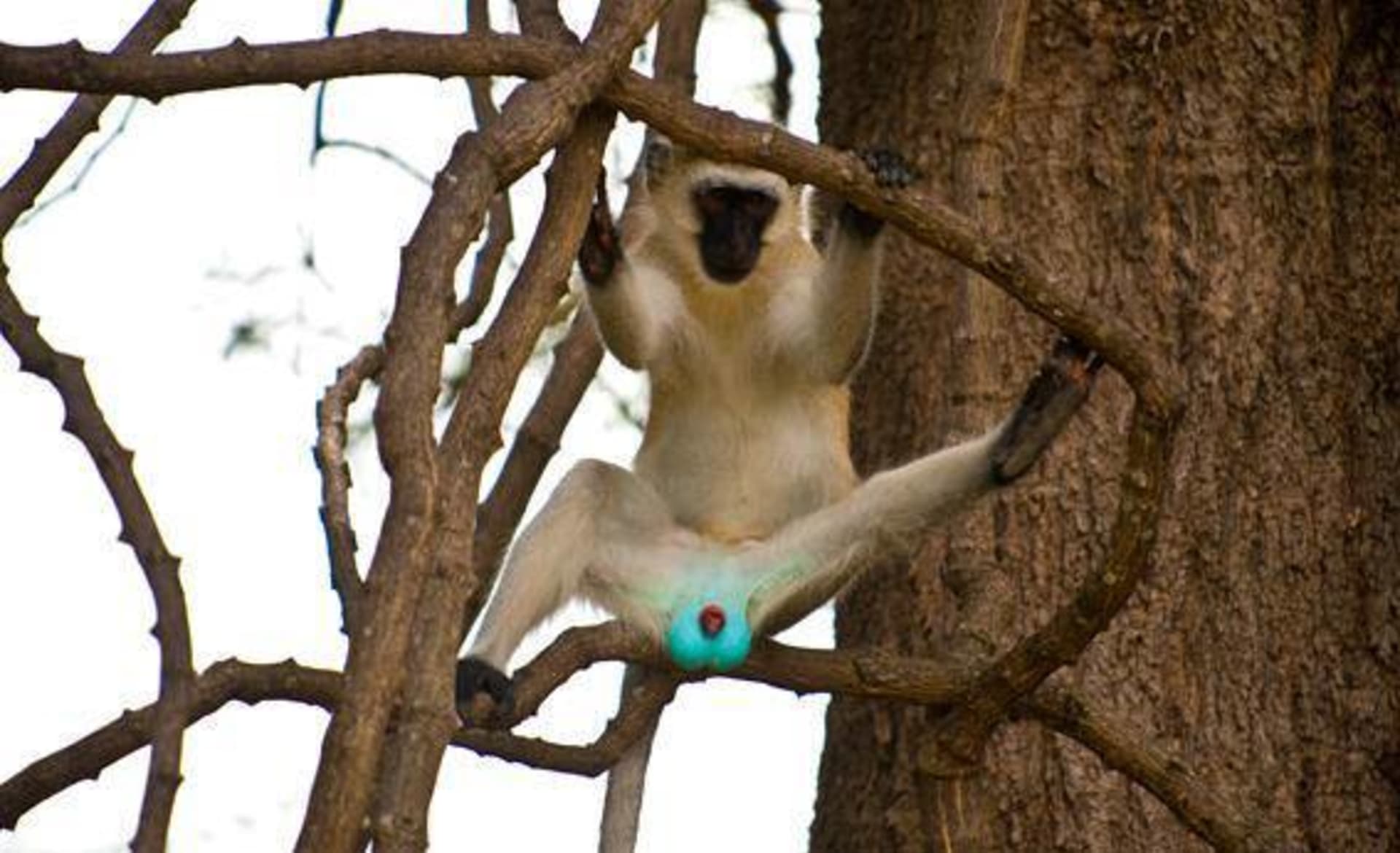 Opice s modrými varlaty