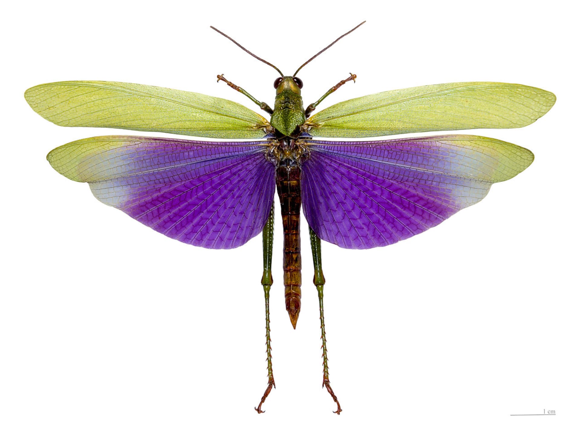 Bizarnost a krása kobylek a sarančat - Titanacris albipes