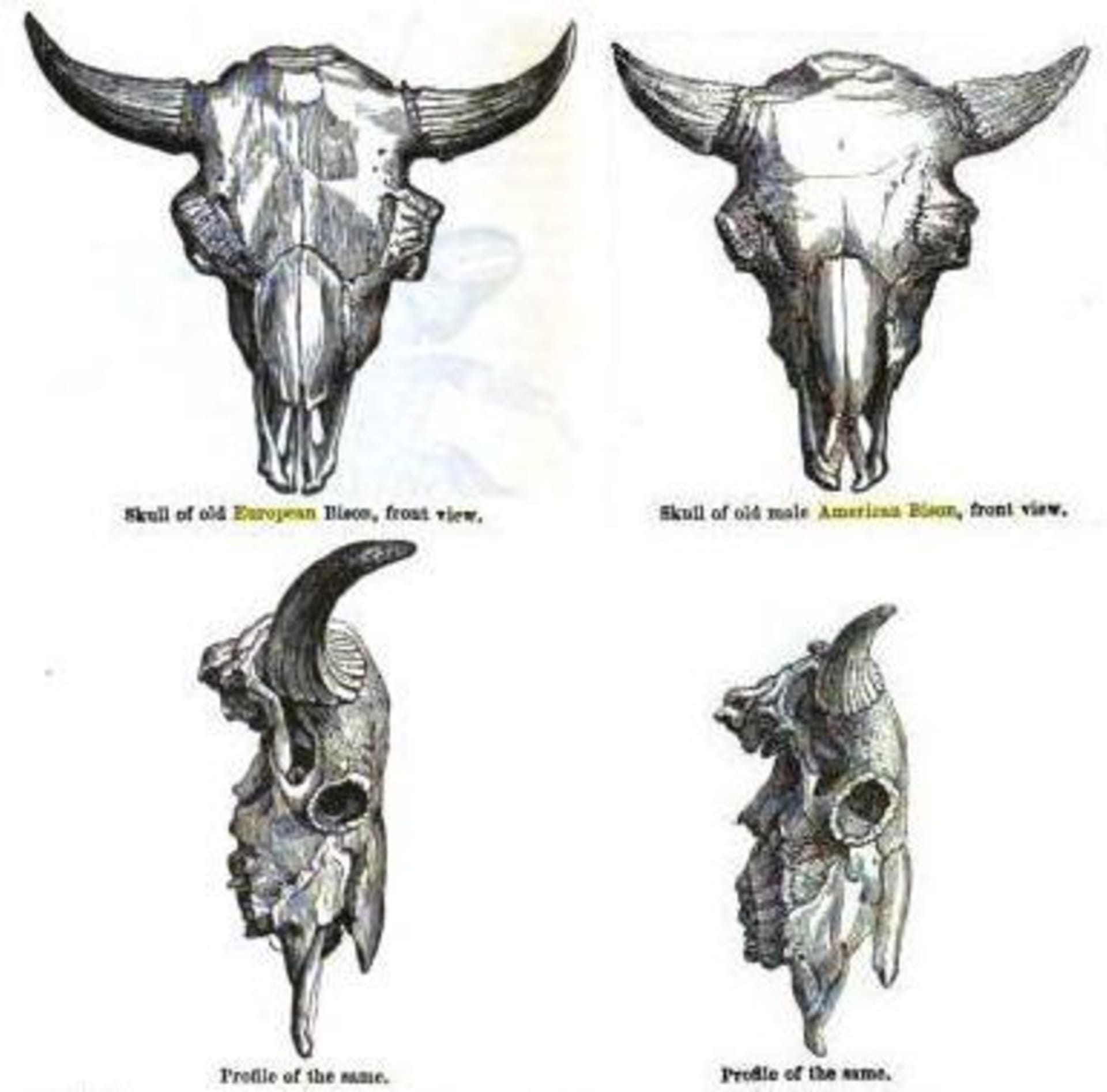 Srovnání lebek zubra (vlevo) a bizona (vpravo)