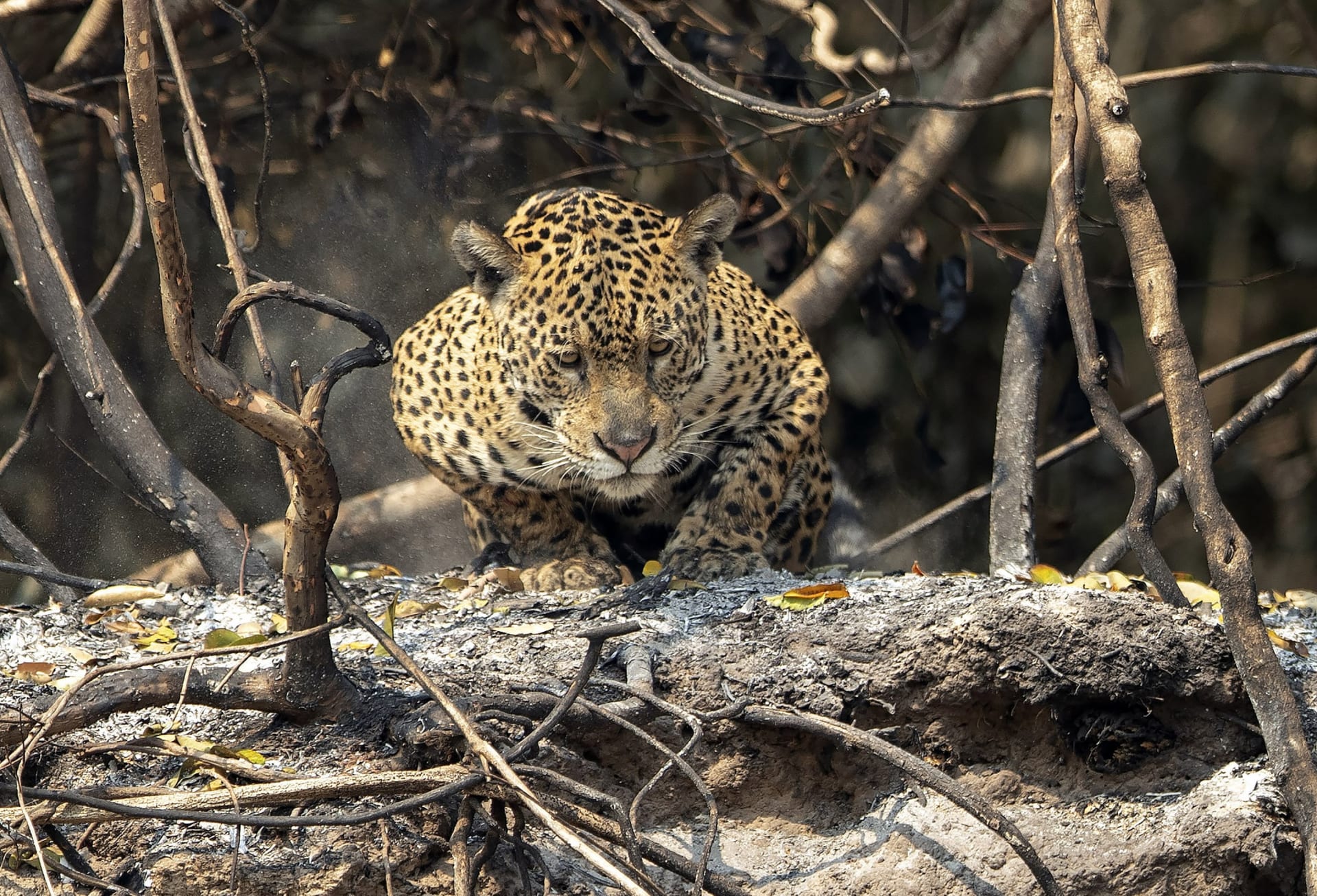 jaguár - požáry v Pantanalu