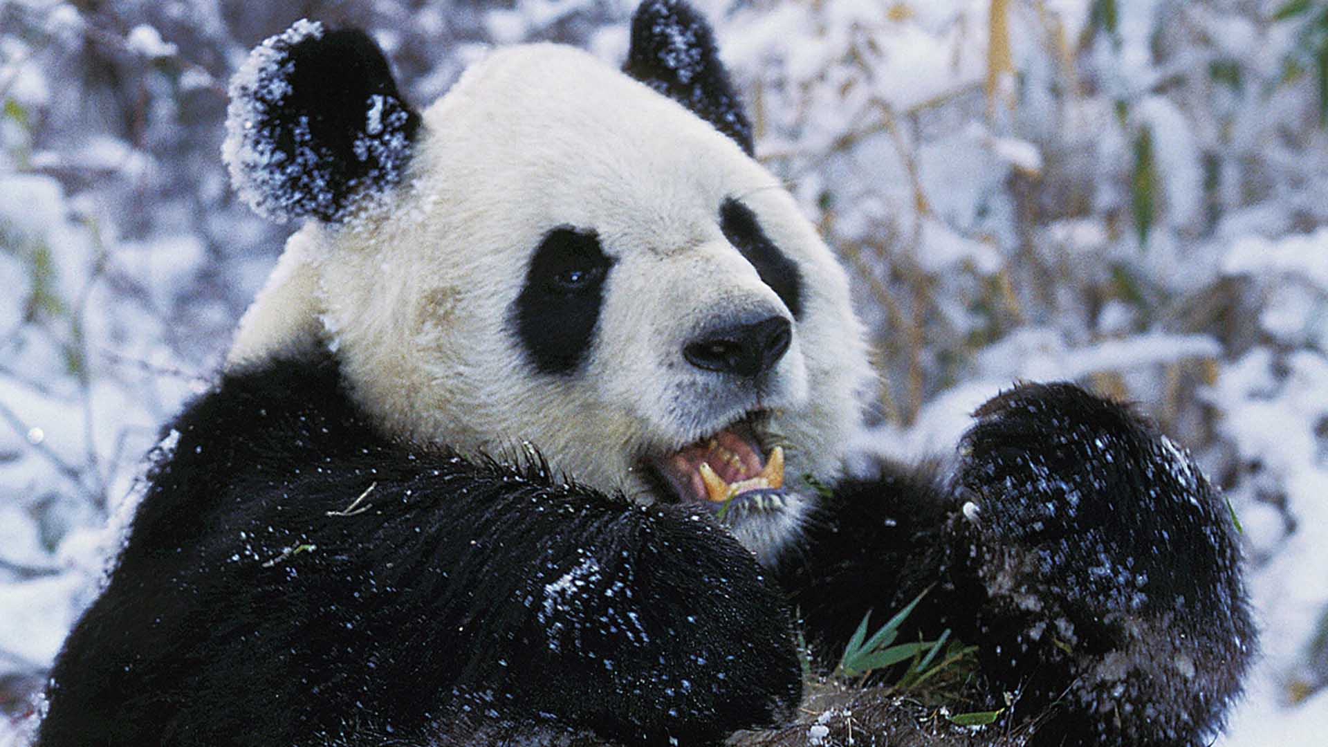 Panda velká hrající si ve sněhu