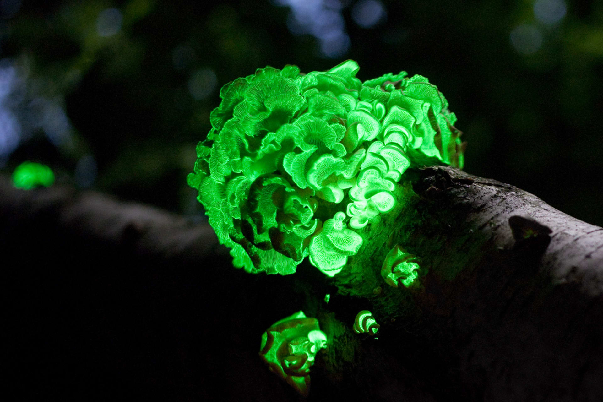pařezník obecný, houba zvládající bioluminoscenci