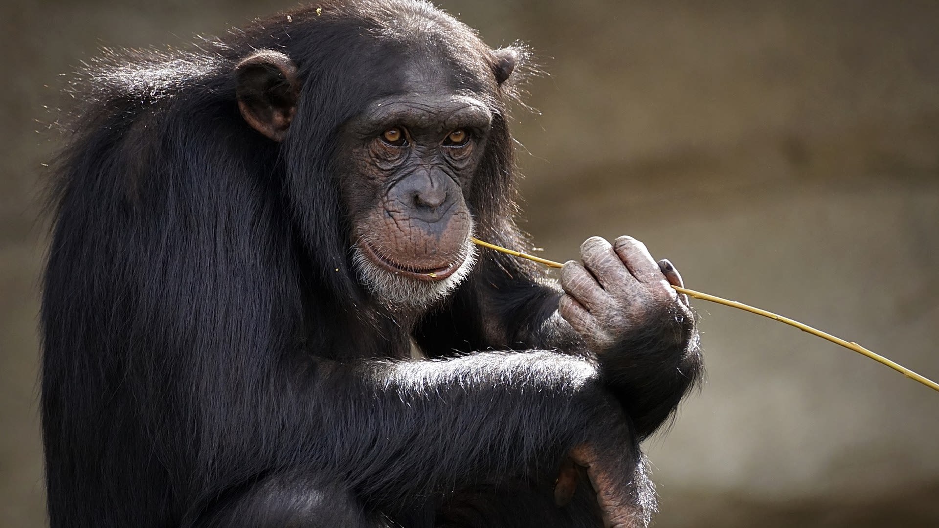 Šimpanz v ohrožení... i v zoo