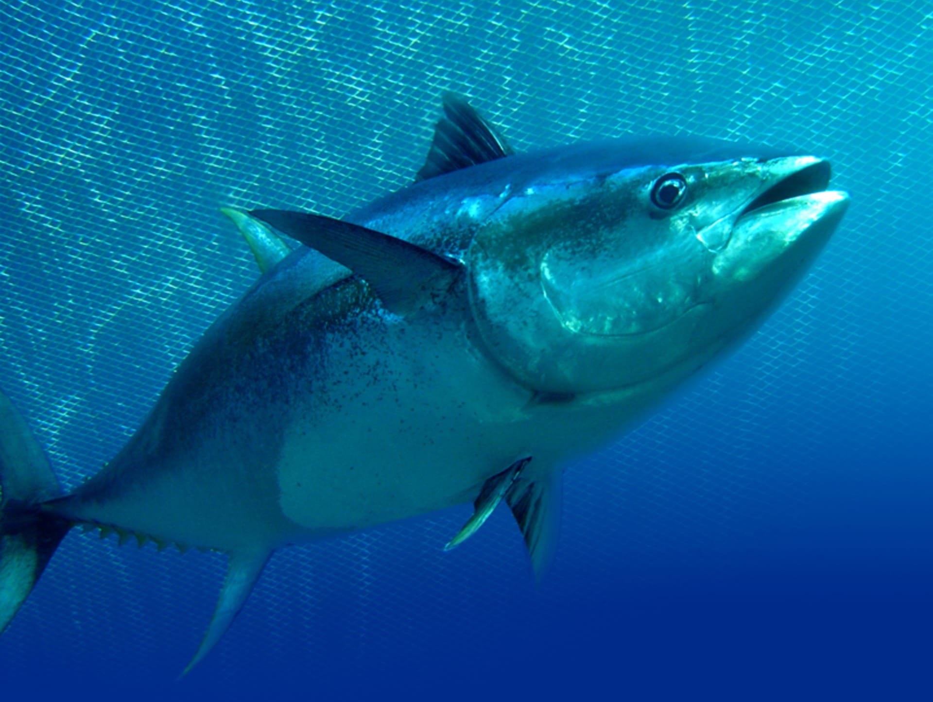 Tuňák - nejoblíbenější mořská ryba