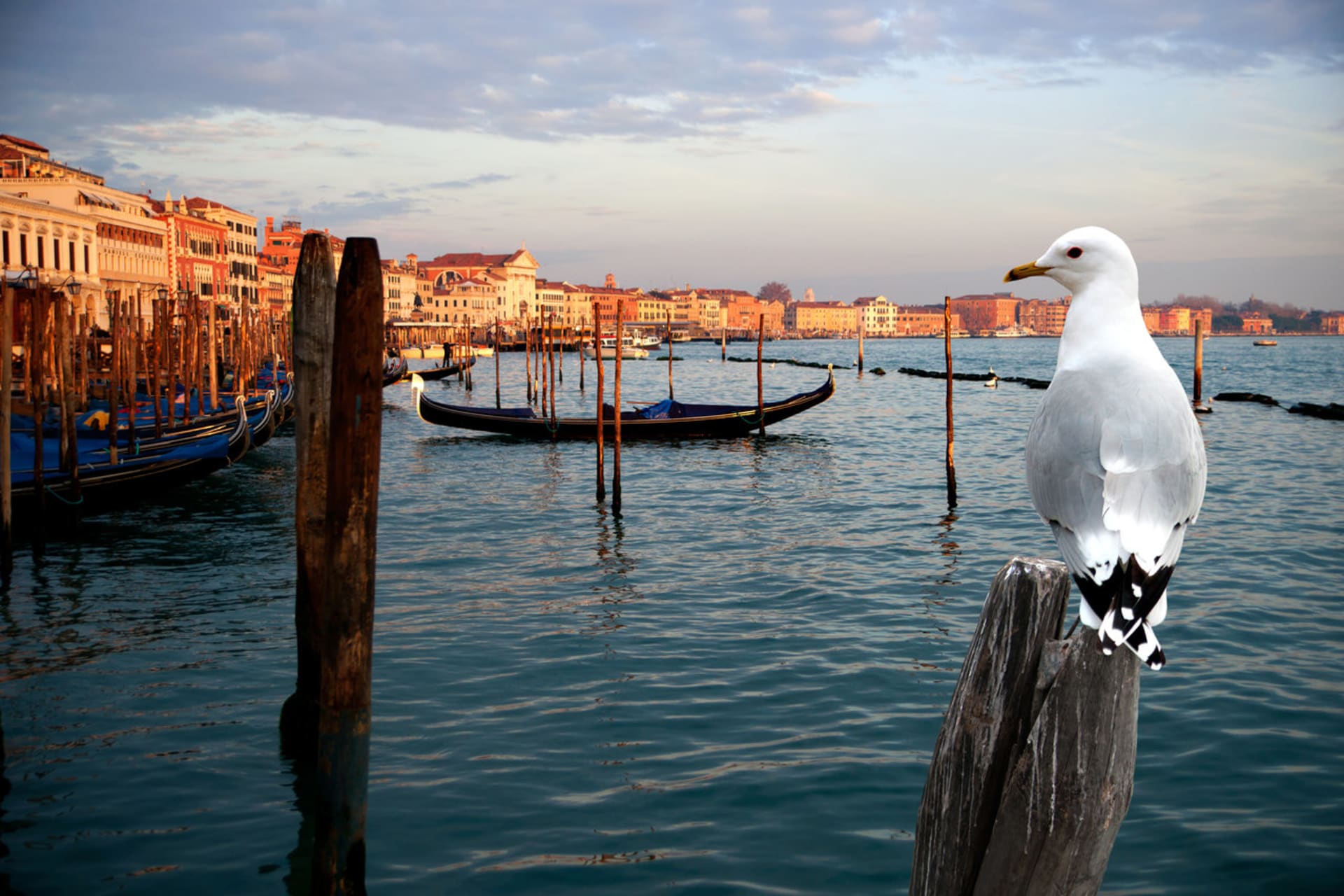 Divoké Benátky - město a příroda