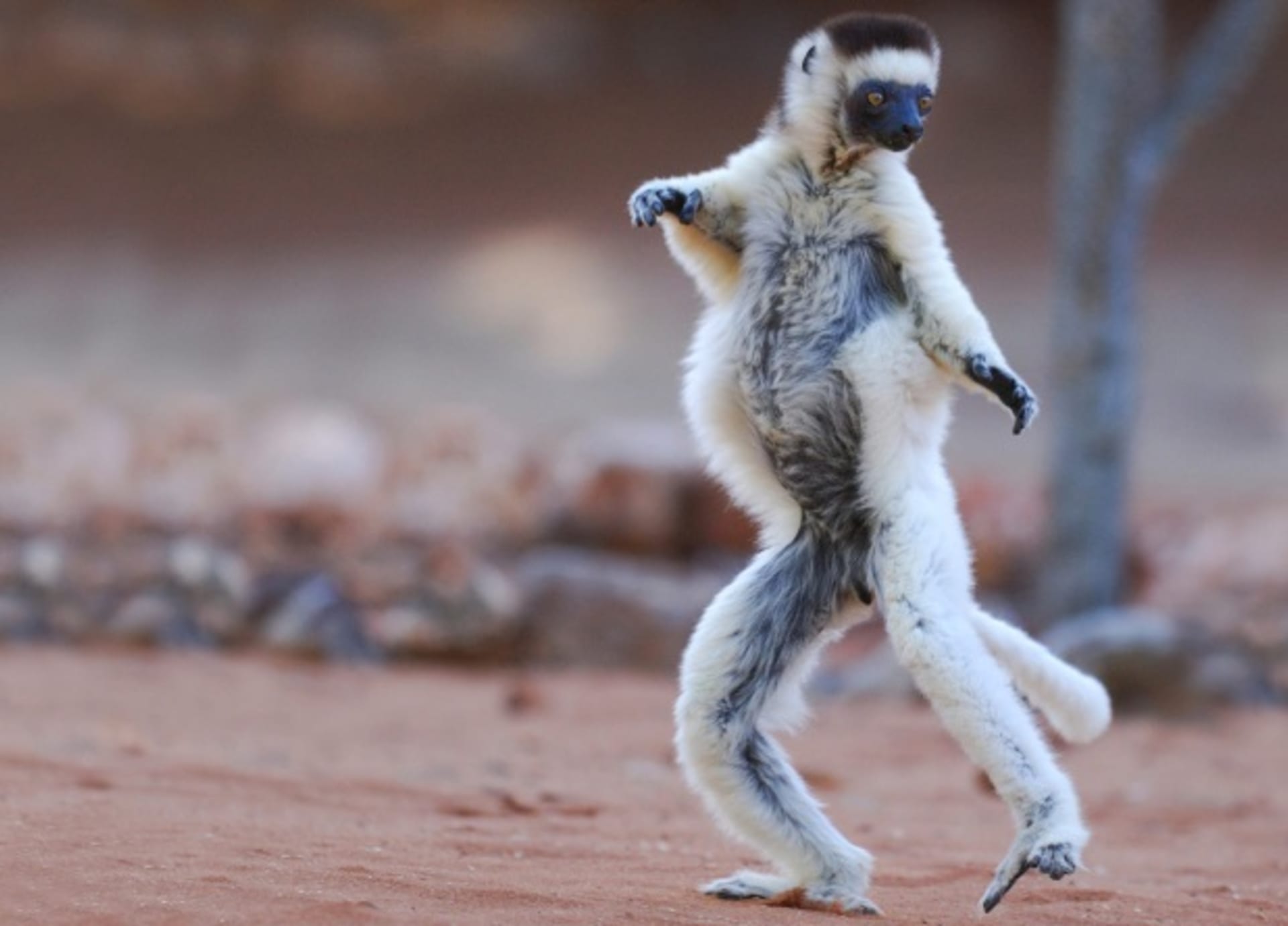 Tančící lemur