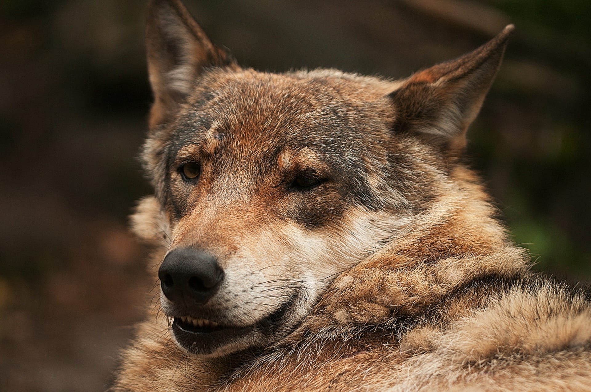 Vlk ve své původní divoké formě