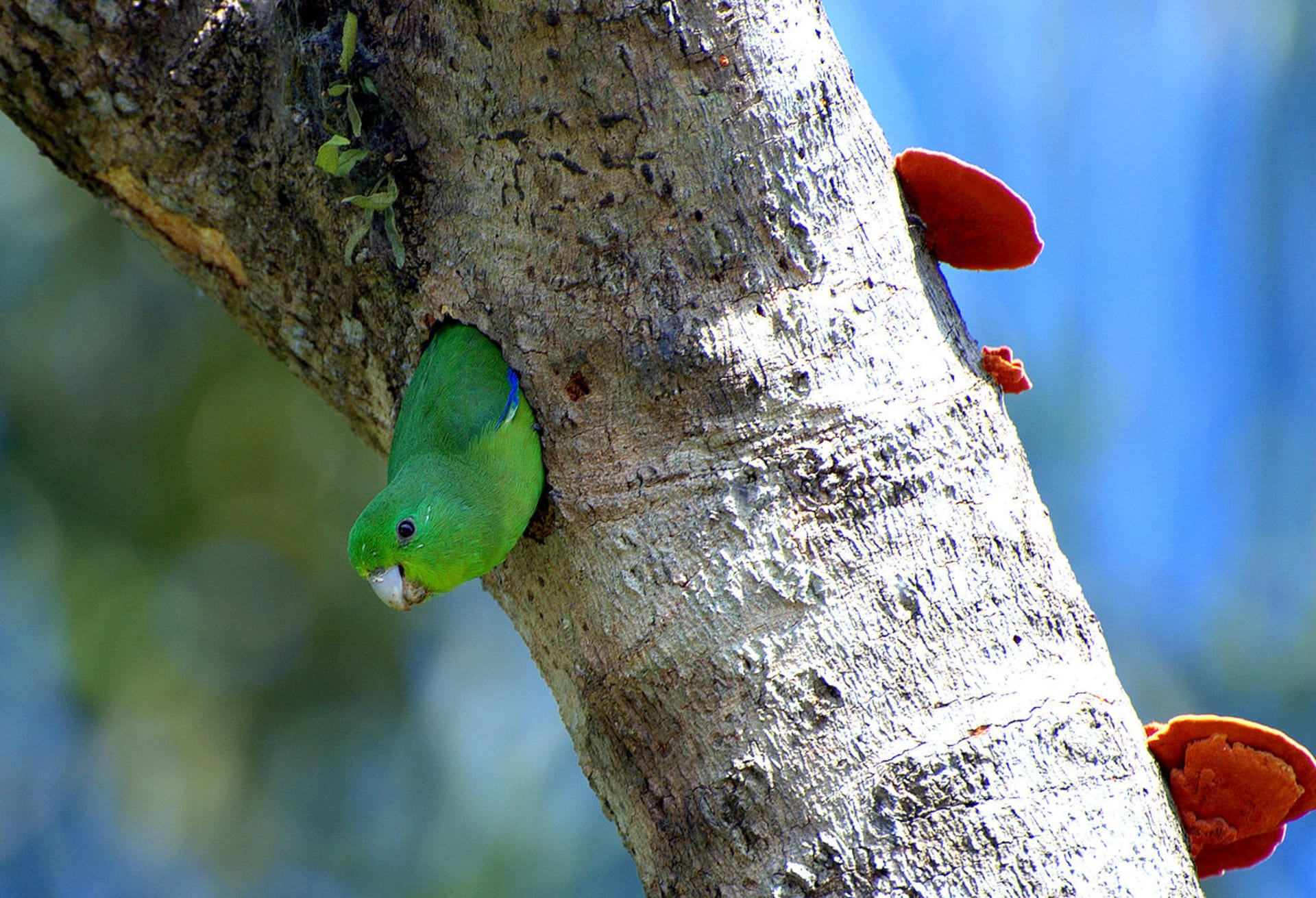 Papoušíček modrohřbetý (Forpus xanthopterygius) kontroluje svět ze své hnízdní dutiny