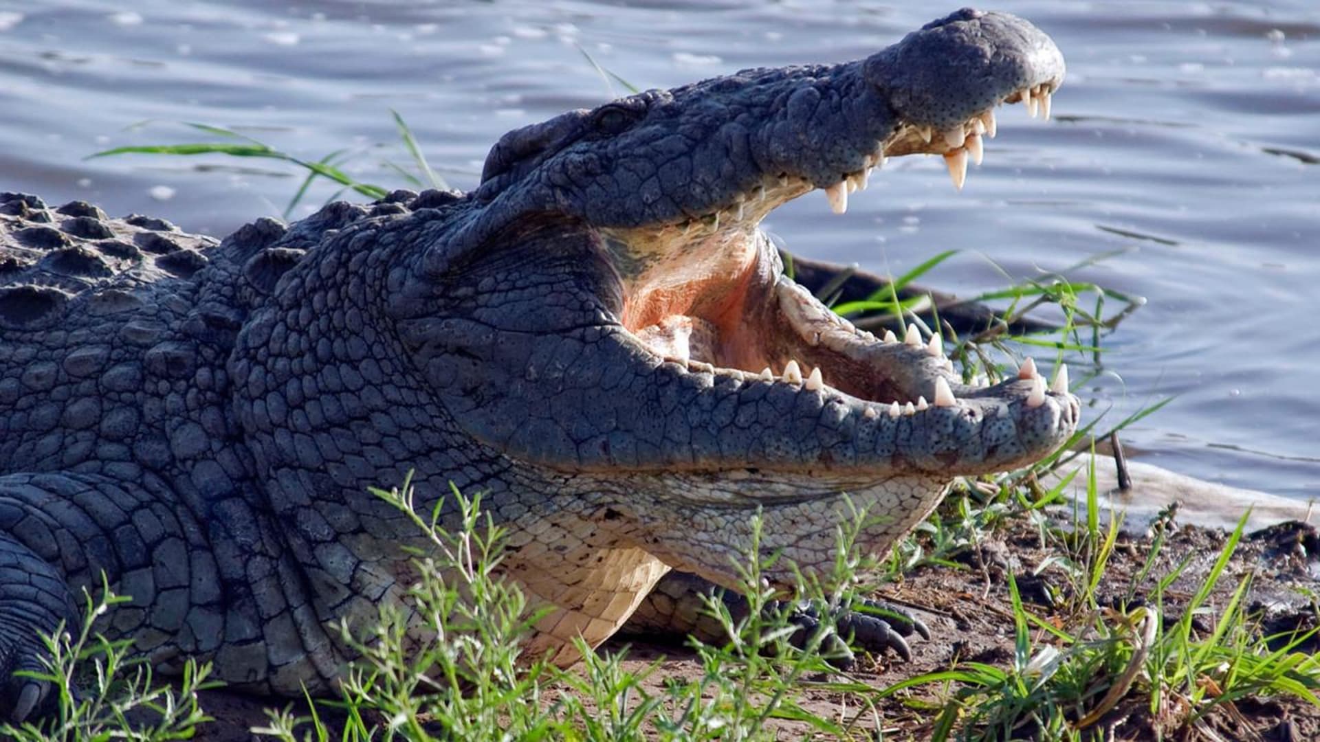 Divocí afričtí krokodýli