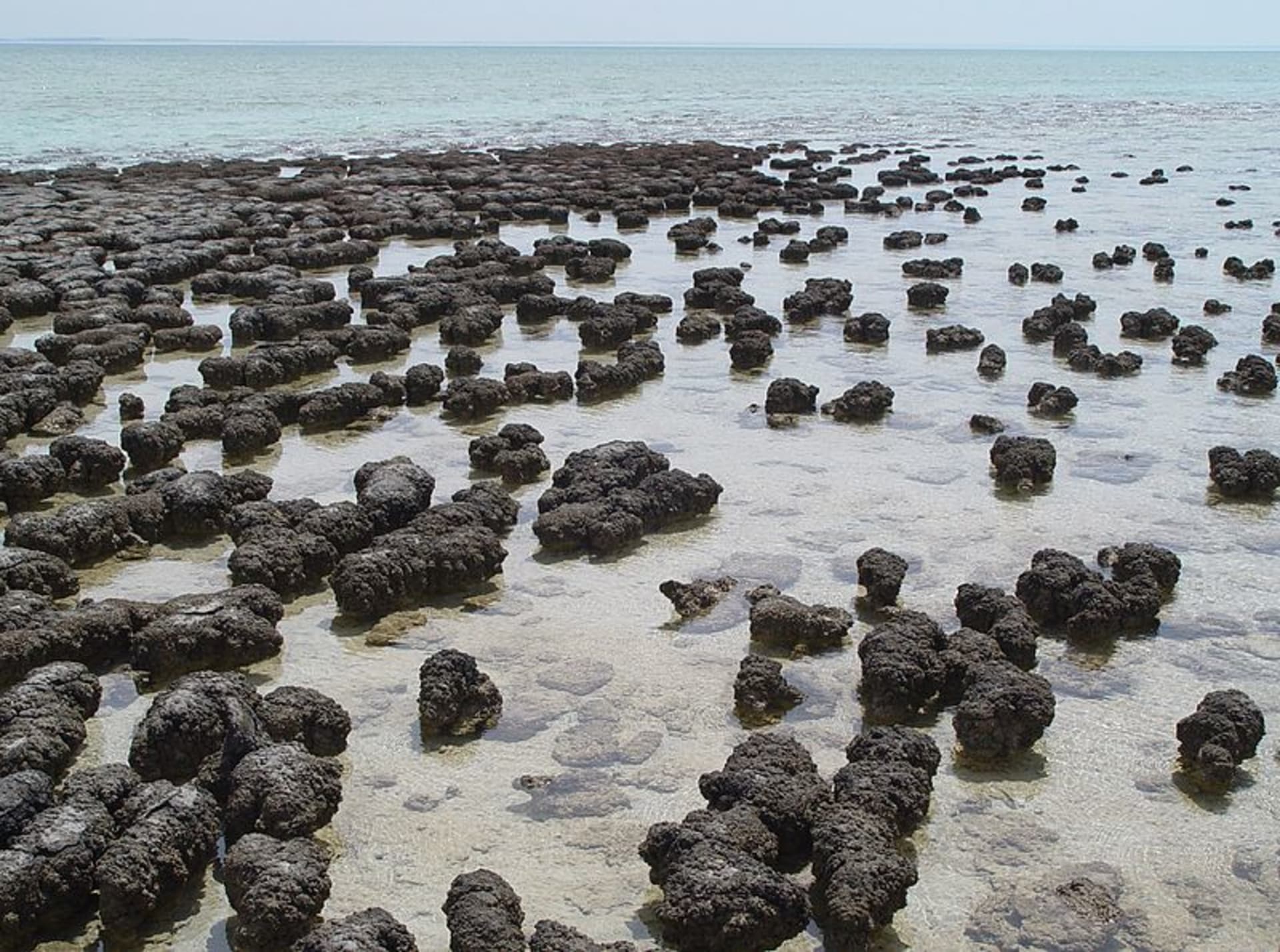 Současné stromatolity v Austrálii