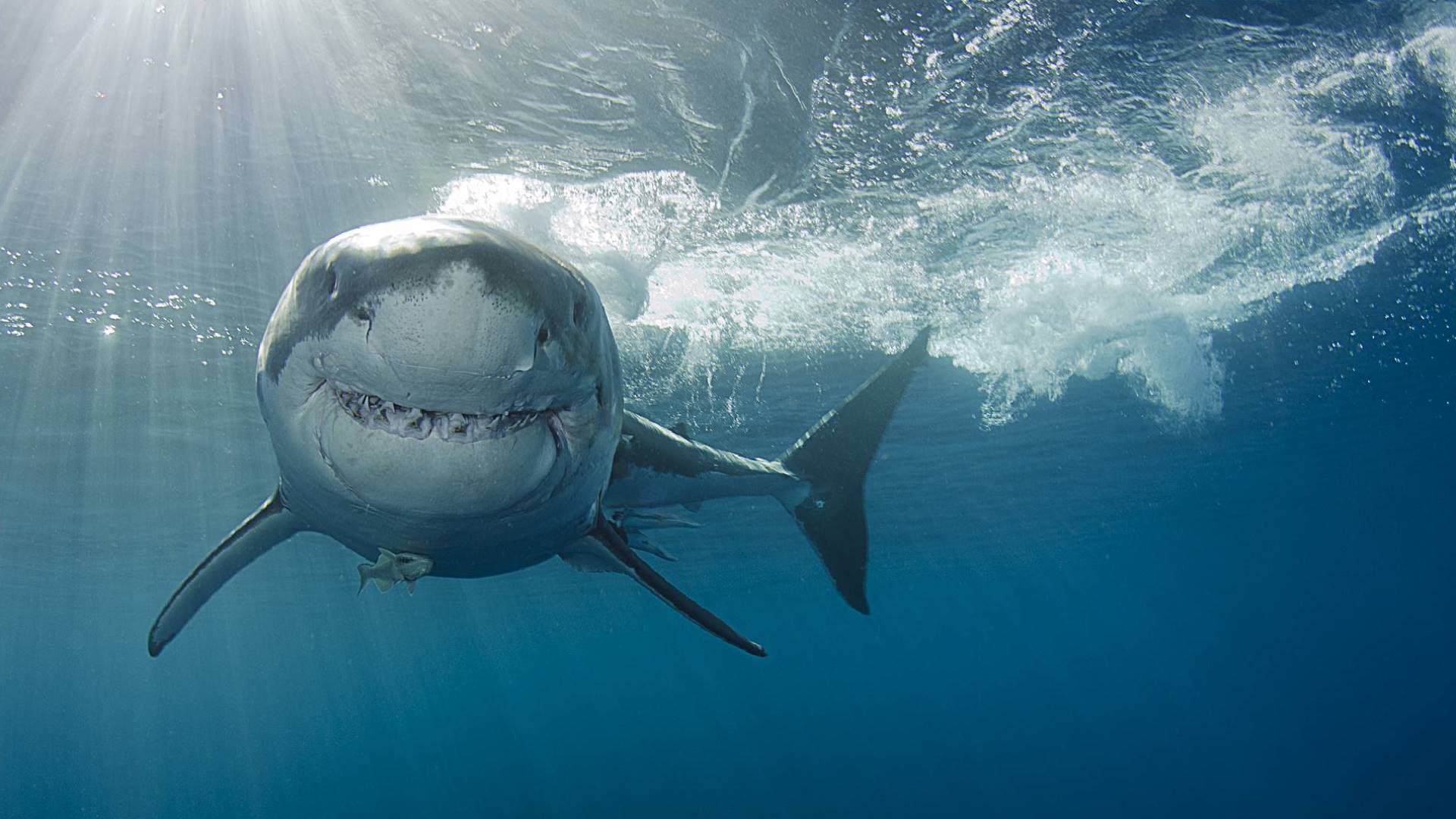 Setkání s velkým bílým žralokem dosud nepřežilo nejméně 52 lidí.