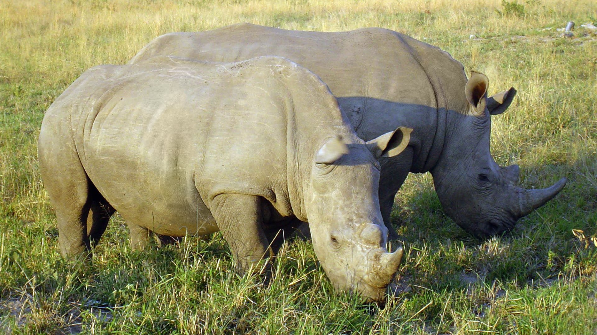 Nosorožec tuponopsý