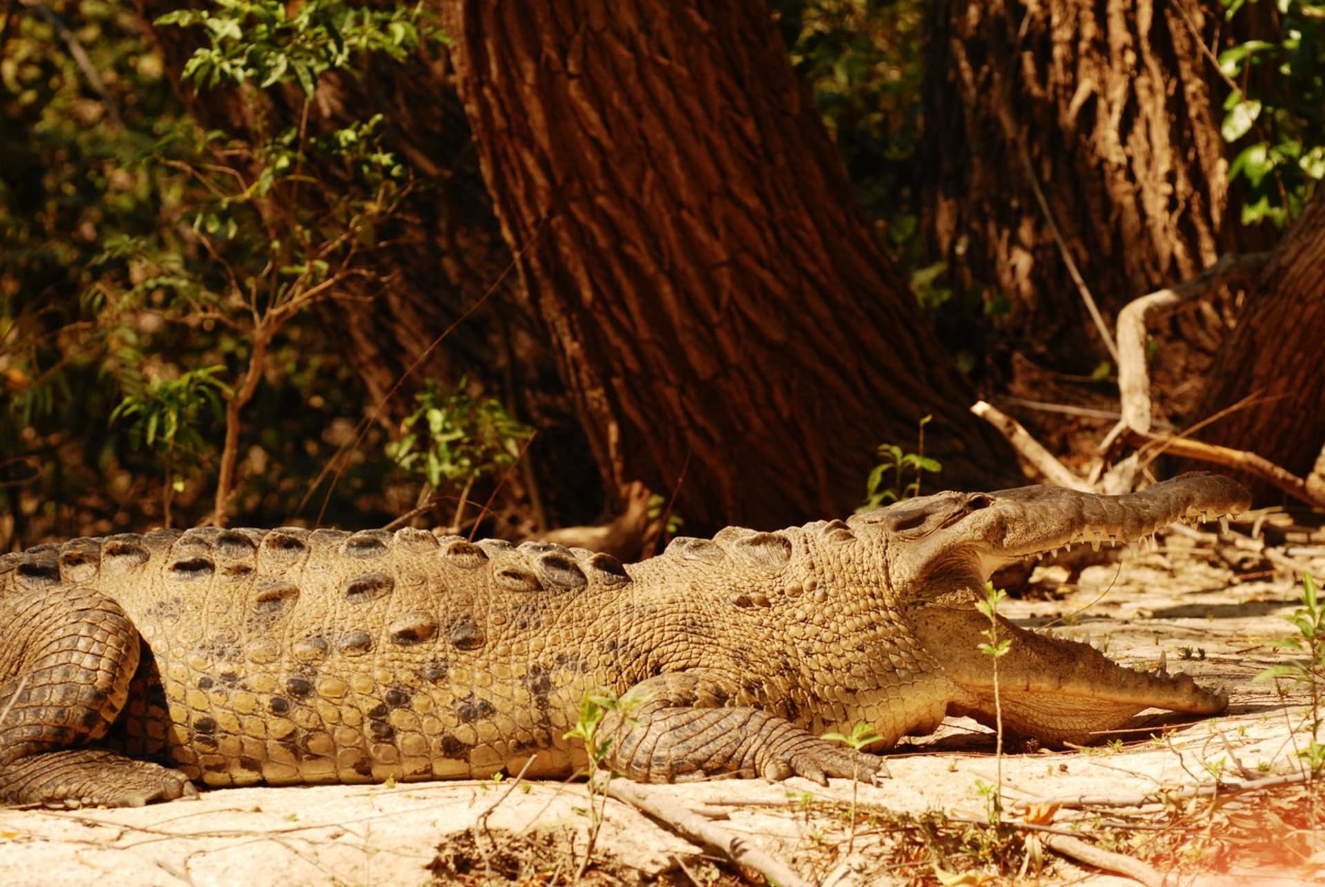 Krokodýl americký v kaňonu Sumidero