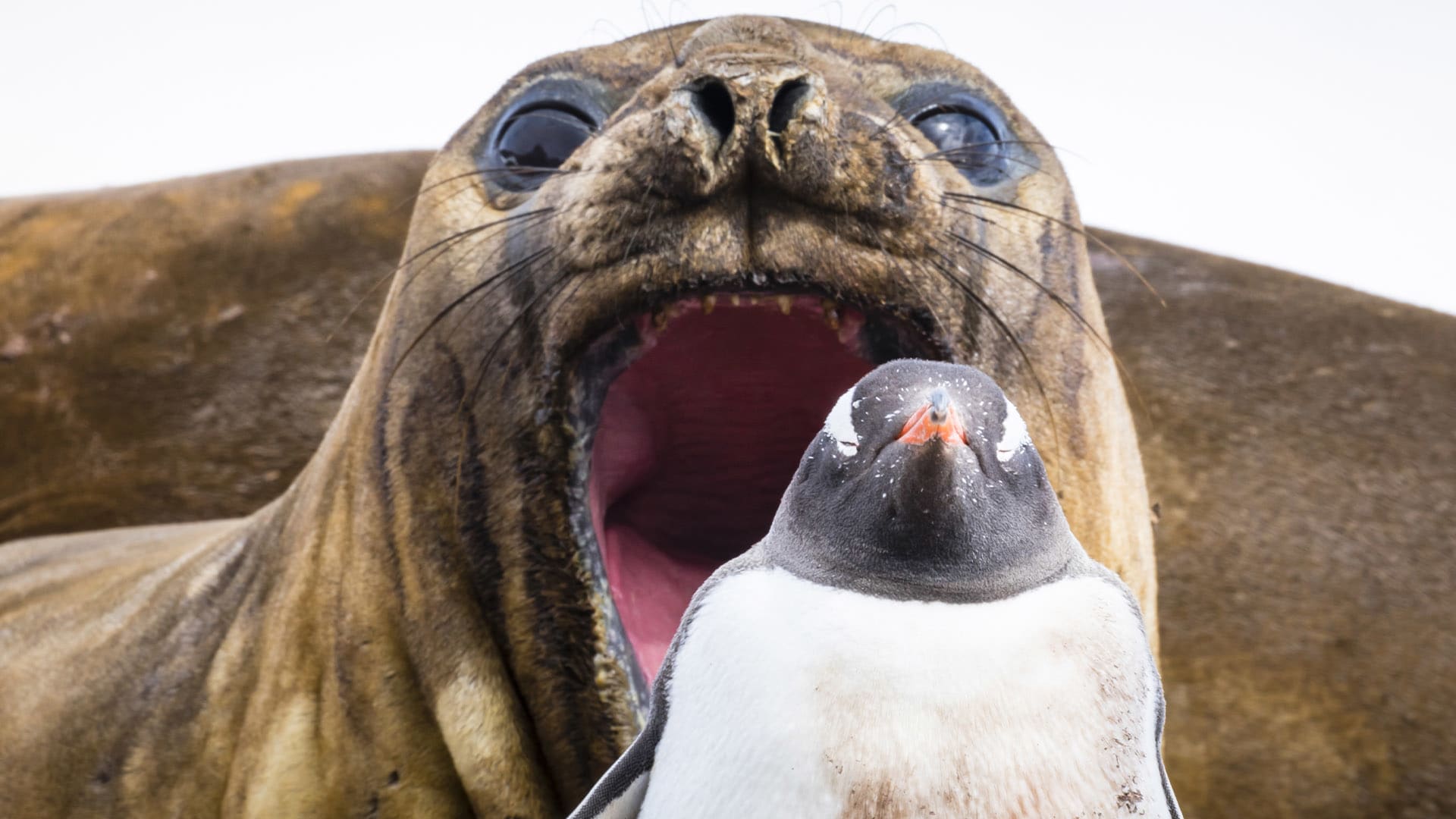 Tučňáka ohrožují lachtani i tuleni, ilustrační foto