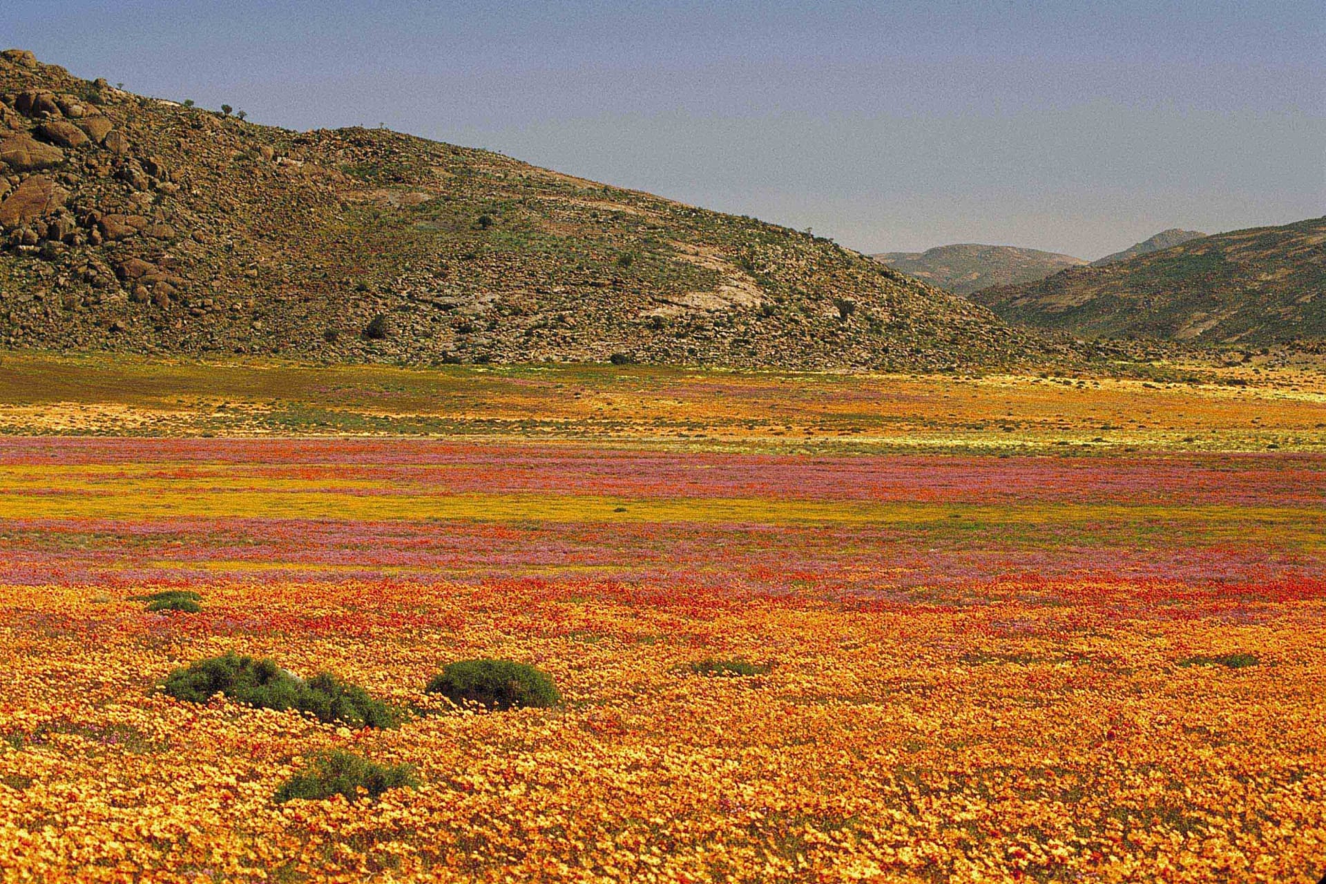 Namaqualand - poušť kvete