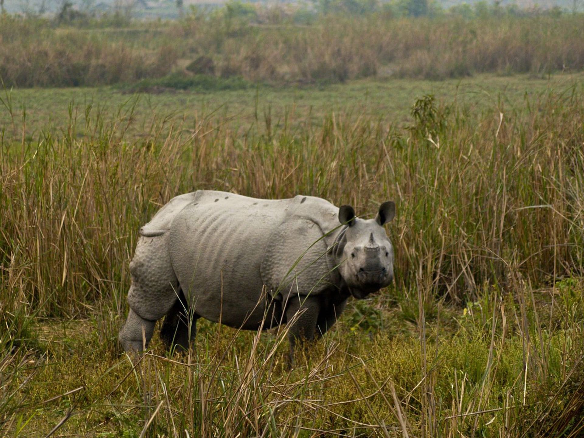 Nosorožec v národním parku Kaziranga