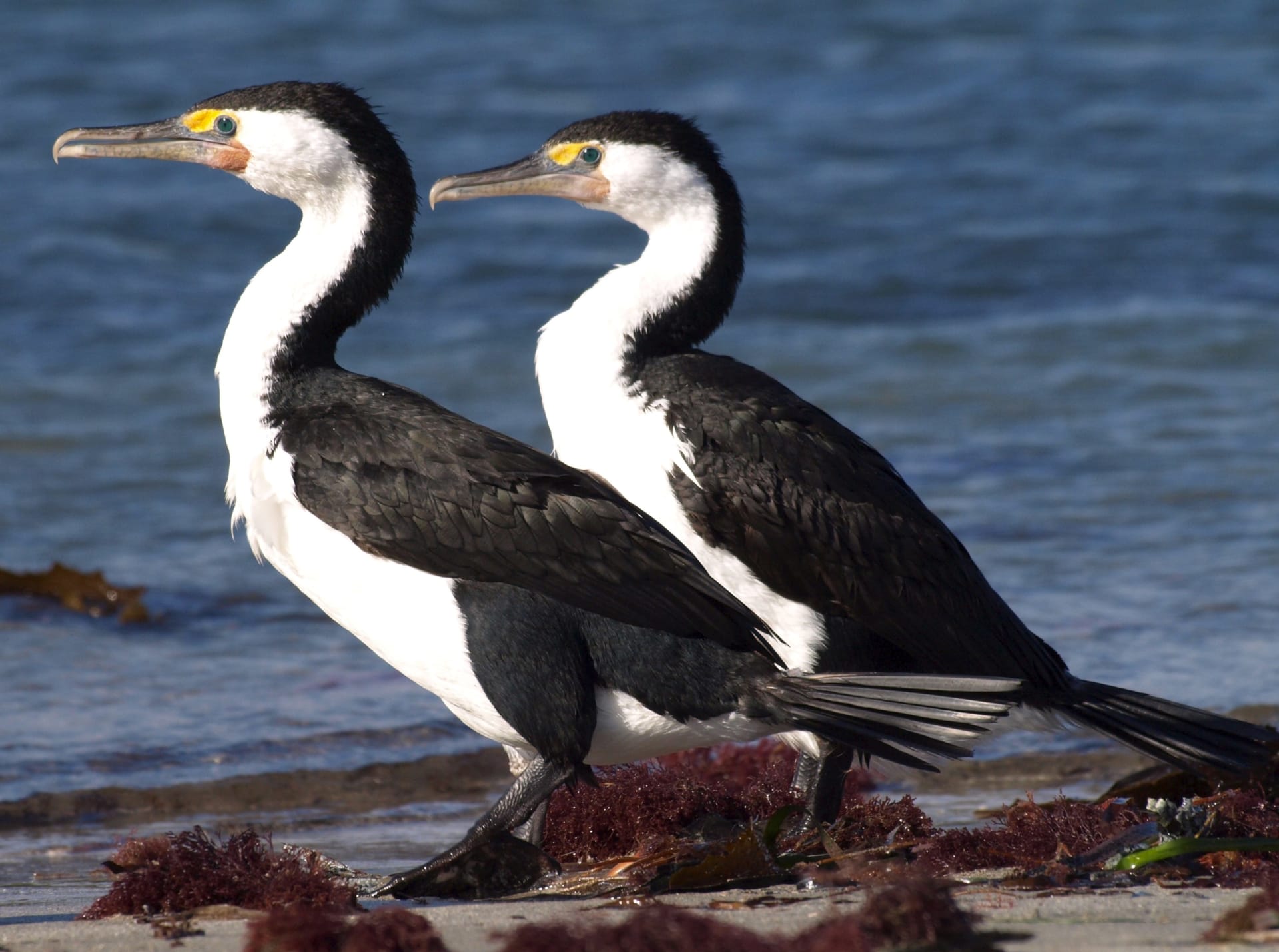 Tučňáci, pelikáni, kormoráni a mnoho dalších druhů ptactva osidluje malý ostrov u západního břehu Austrálie