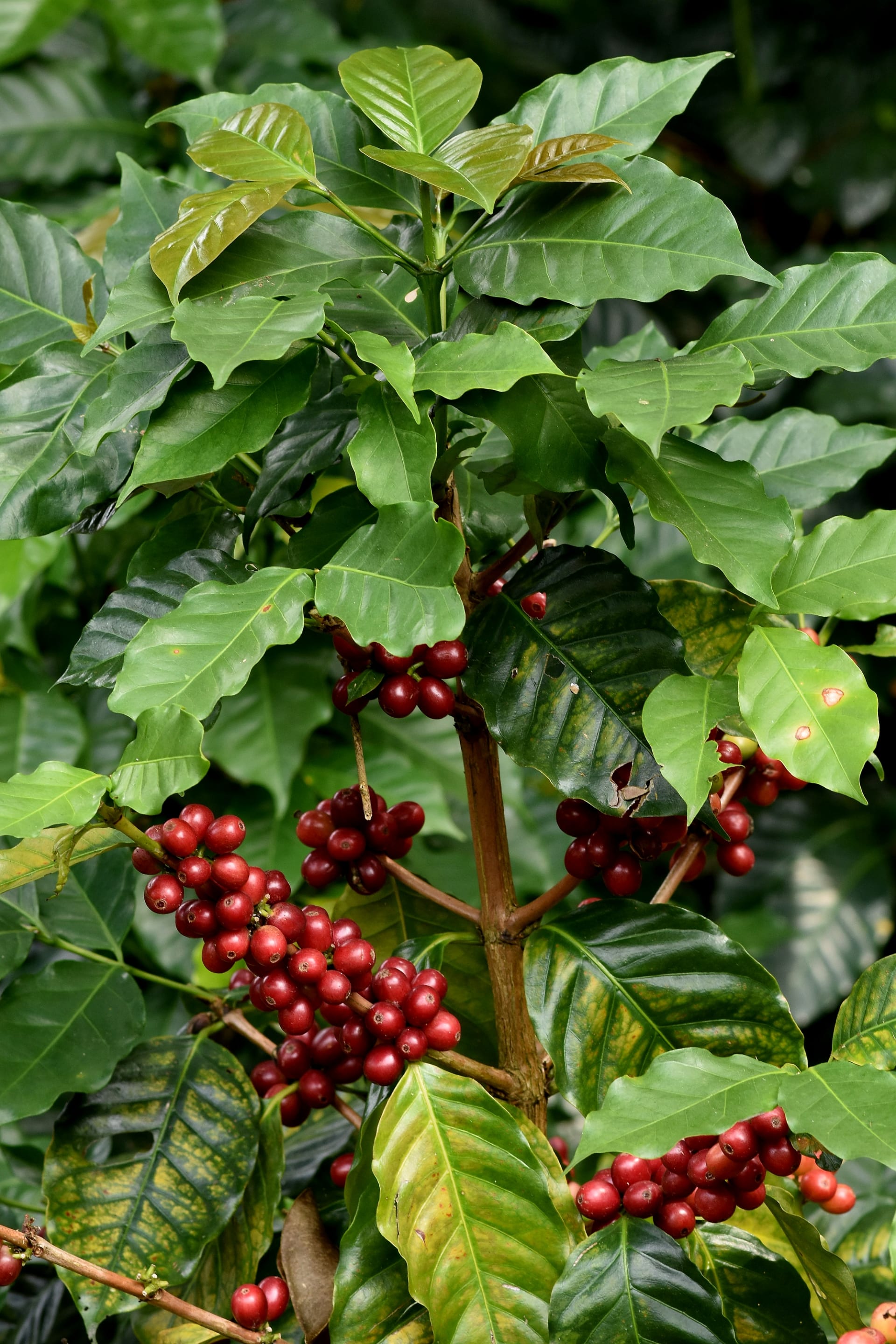 plodící kávovník odrůdy Robusta