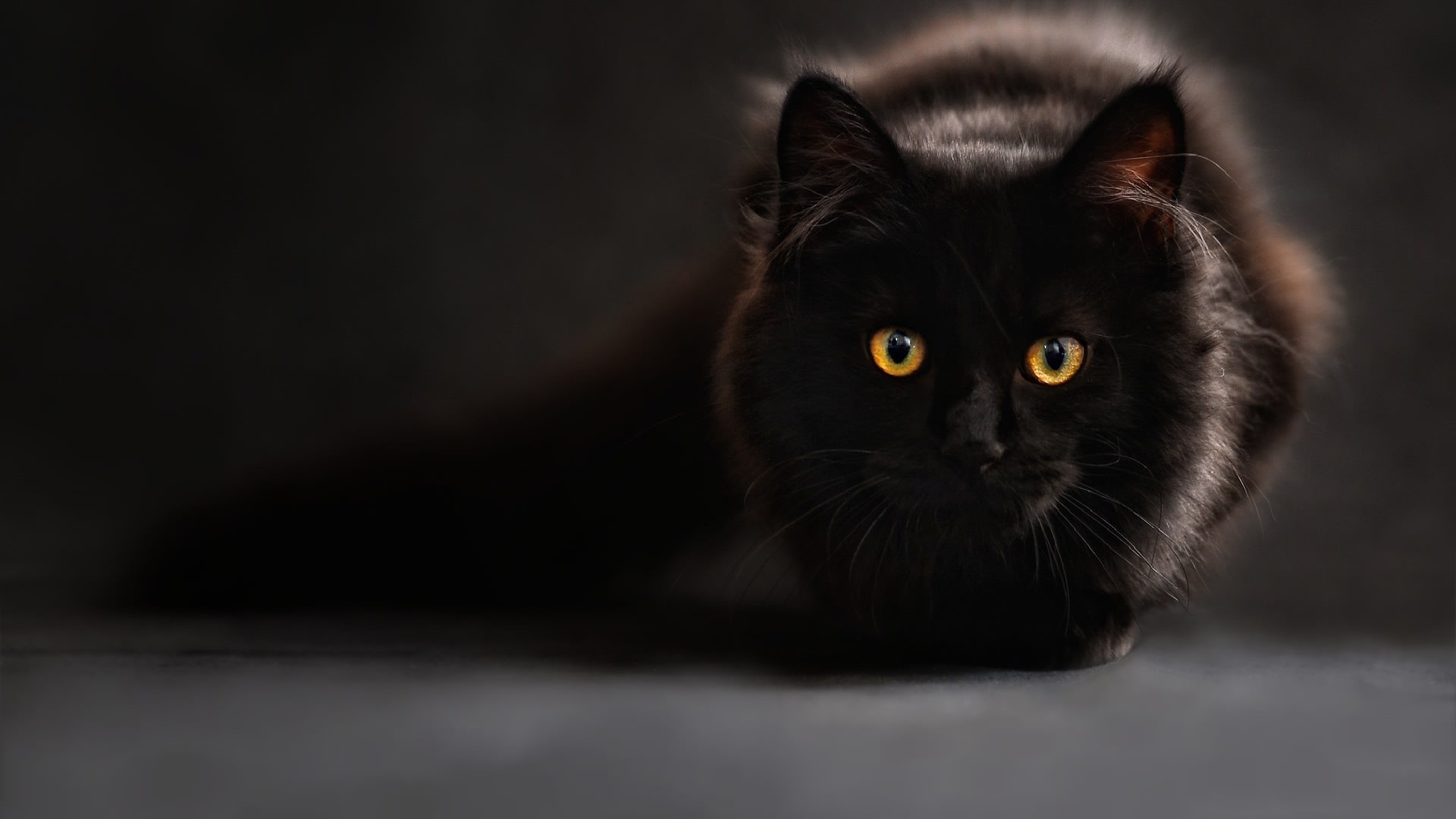 Věříte, že černá kočka nosí smůlu?