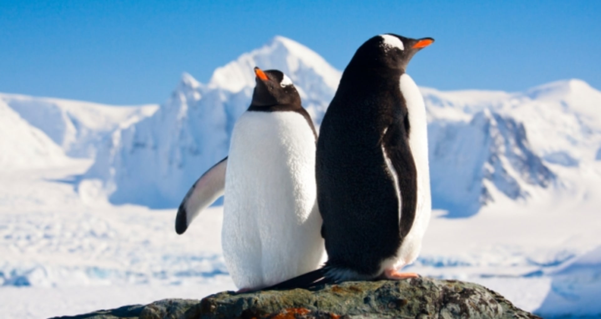 Tučňáci z Antarktidy
