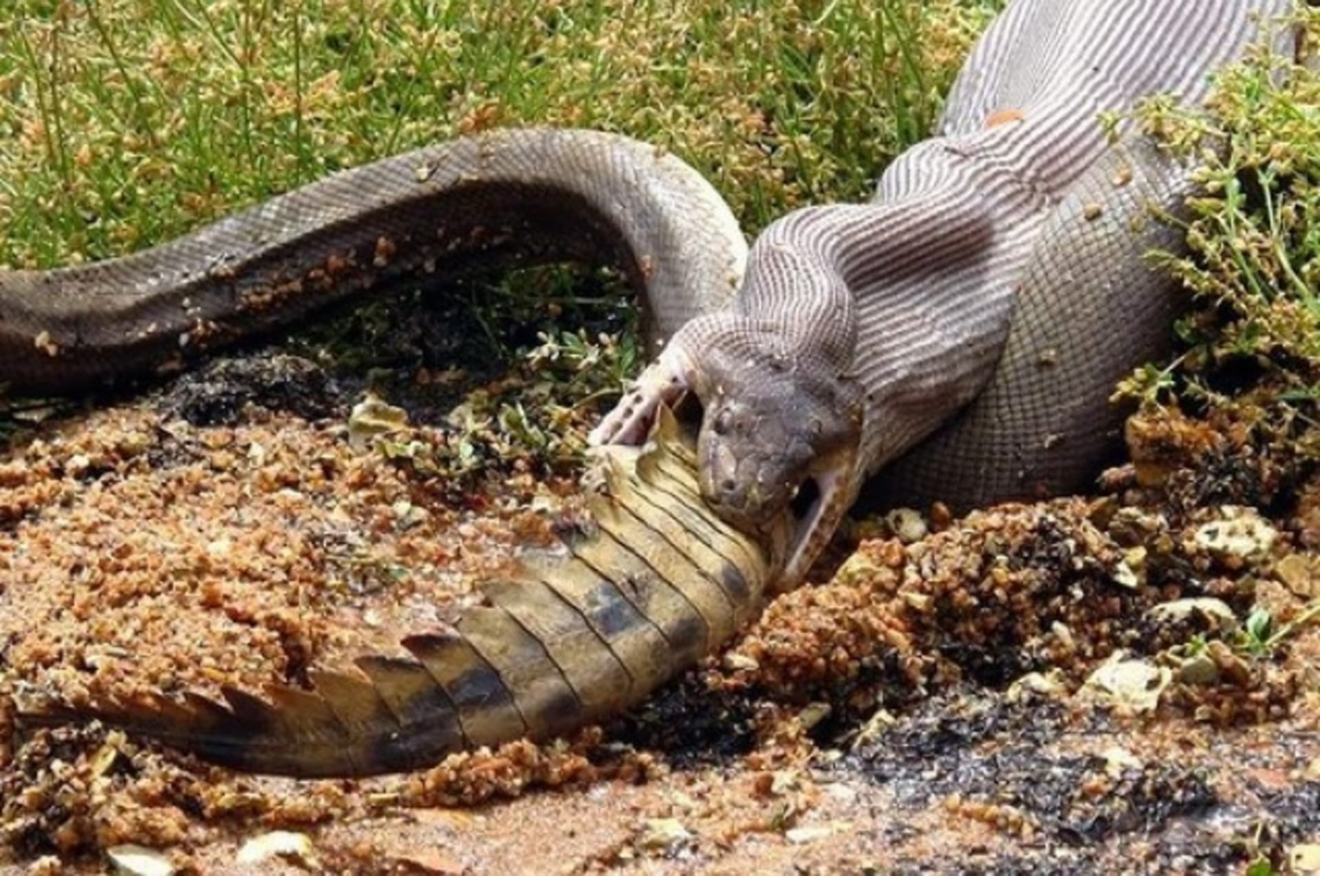 Had proti krokodýlovi