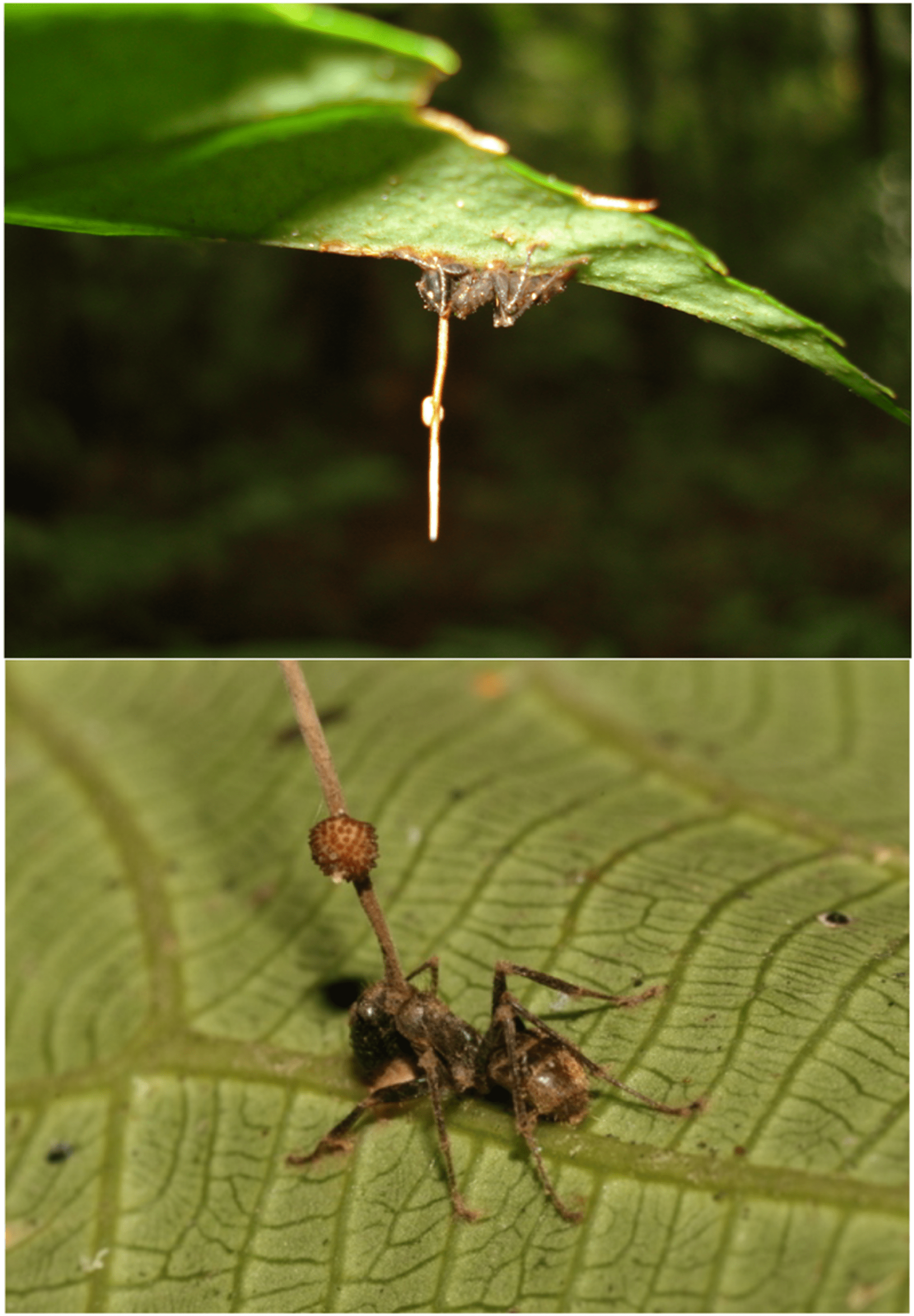 Zombie mravenec Ophiocordyceps unilateralis