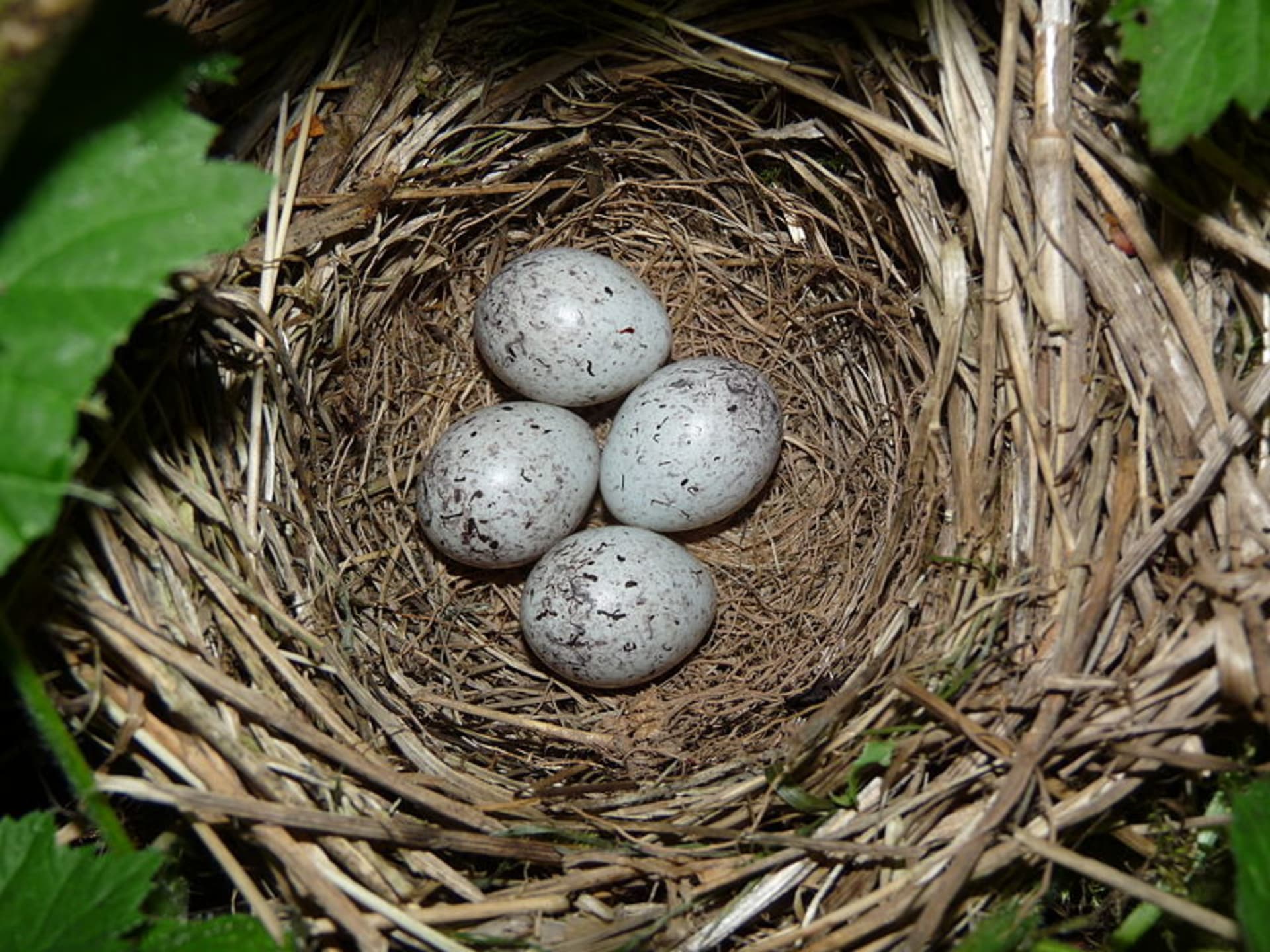 Hnízdo strnada s vejci