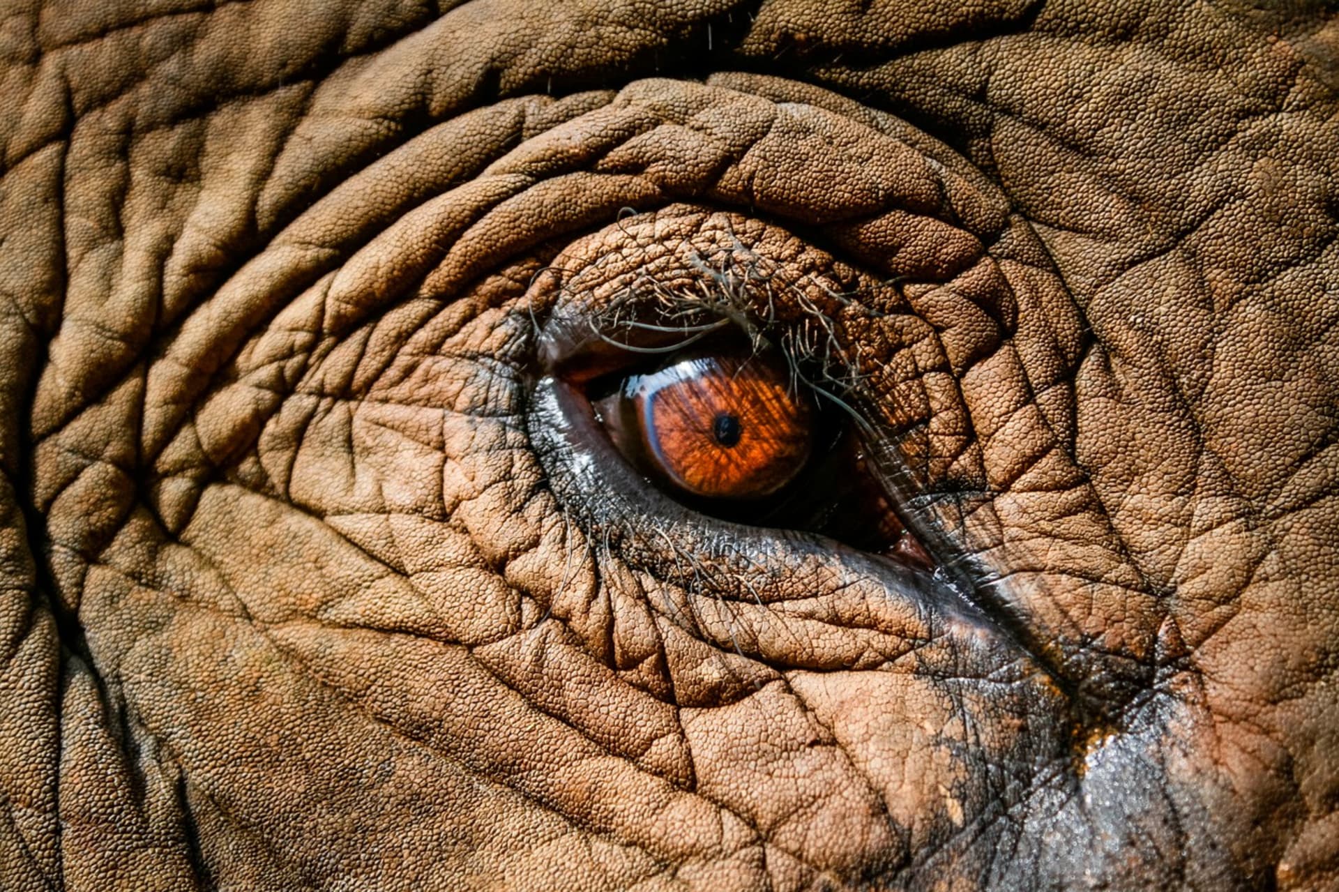 Nejlepší fotografie slonů: Perspektiva je ukazuje z nečekaných úhlů - Obrázek 1